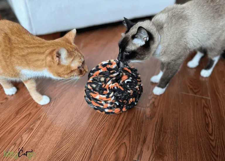 Top best cat enrichment toys: keep your cat happy