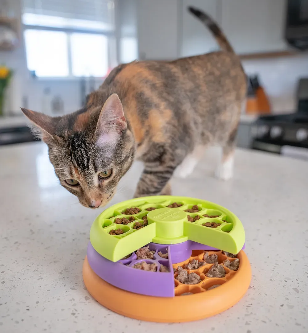 Amazing best cat feeder toys your cat will love