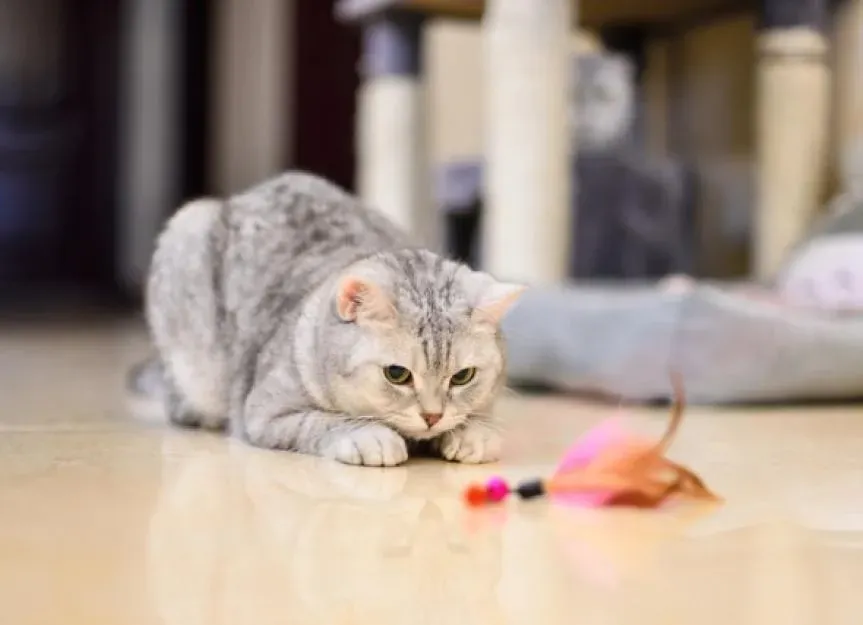 Discover the best cat hunting toys your feline will love