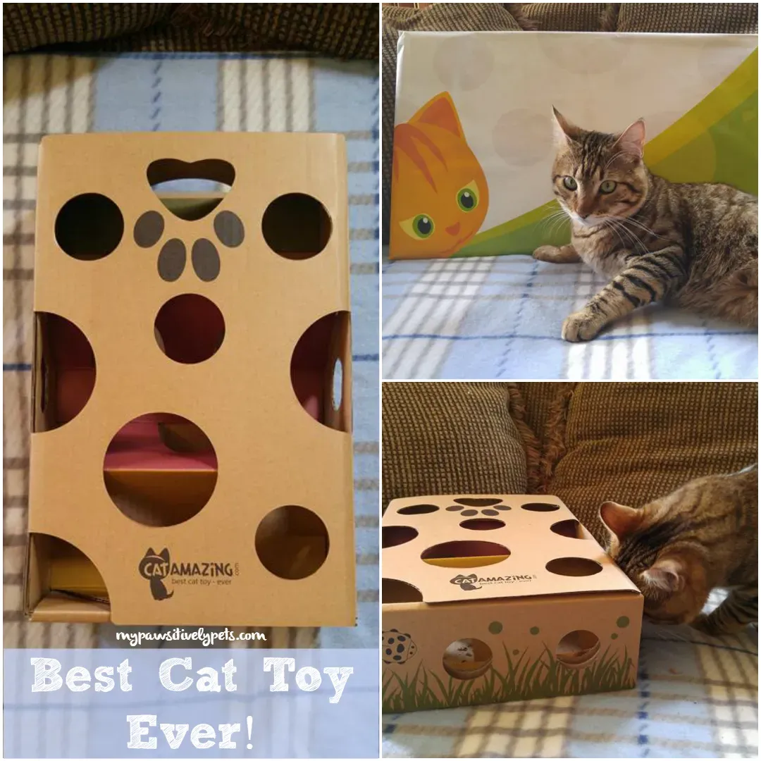 Ultimate Best Cat Toys Ever: 2025 Guide & Reviews