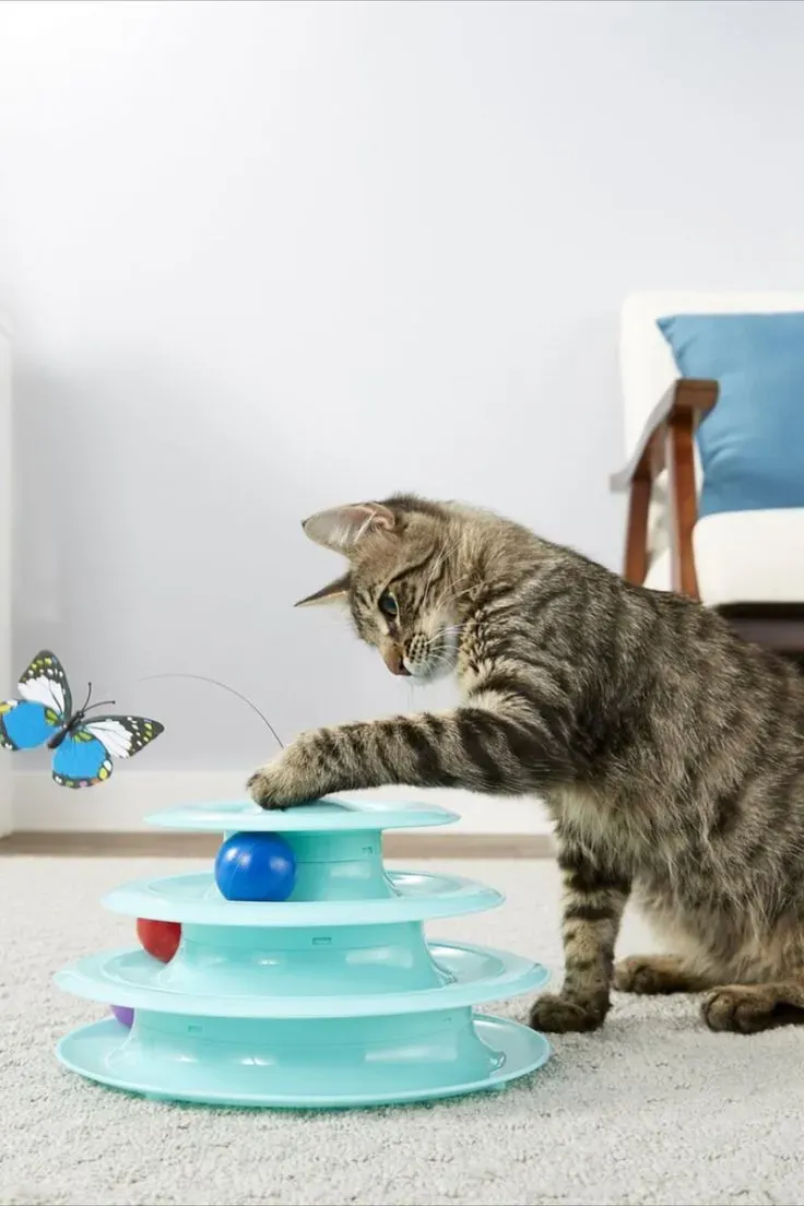 Best cat toys for a bored cat: Simple, Effective Ideas