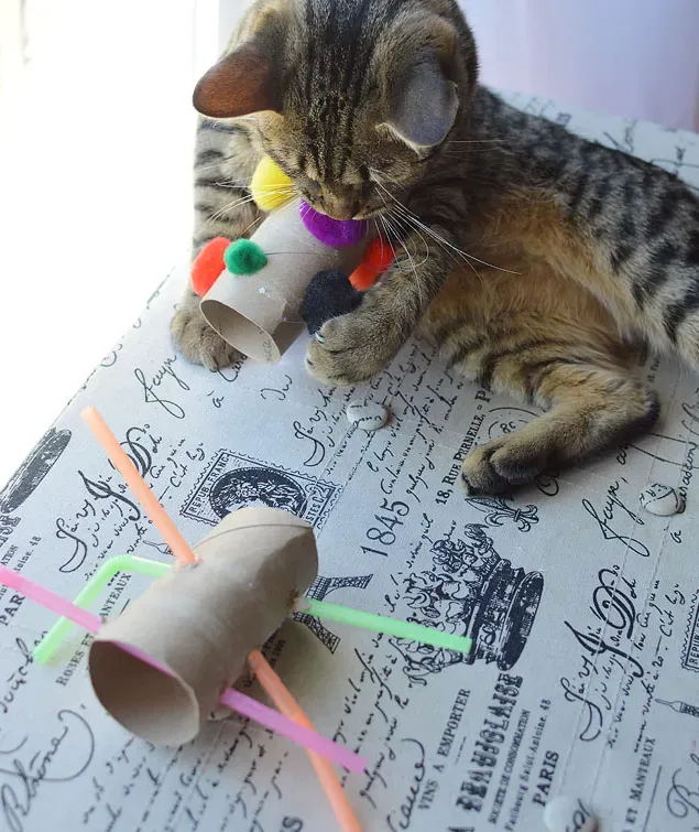 Beyond Chewing: Other Fun and Safe Homemade Cat Toys