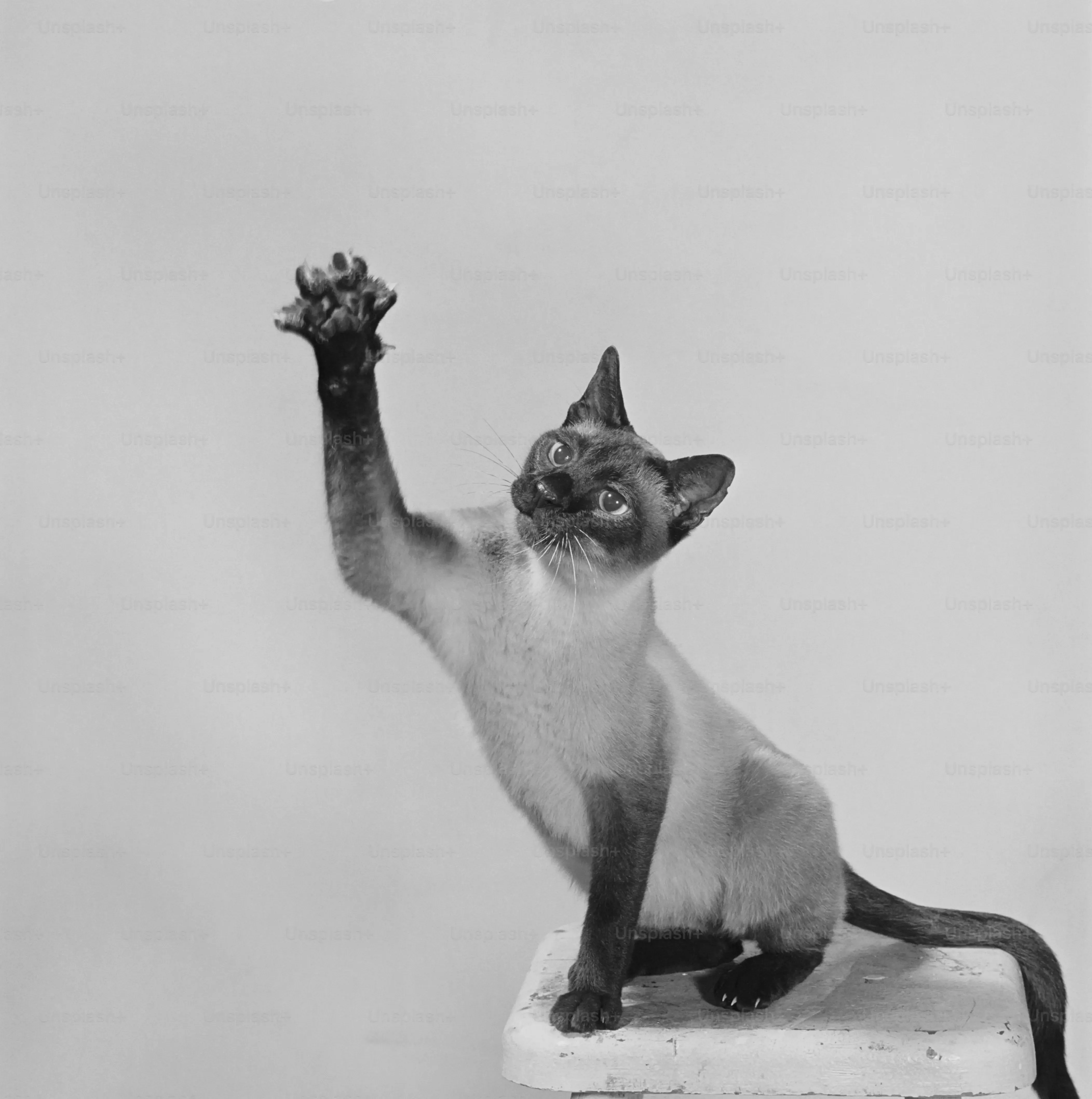 Beyond the Original: Exploring Other Cat Dancer Products