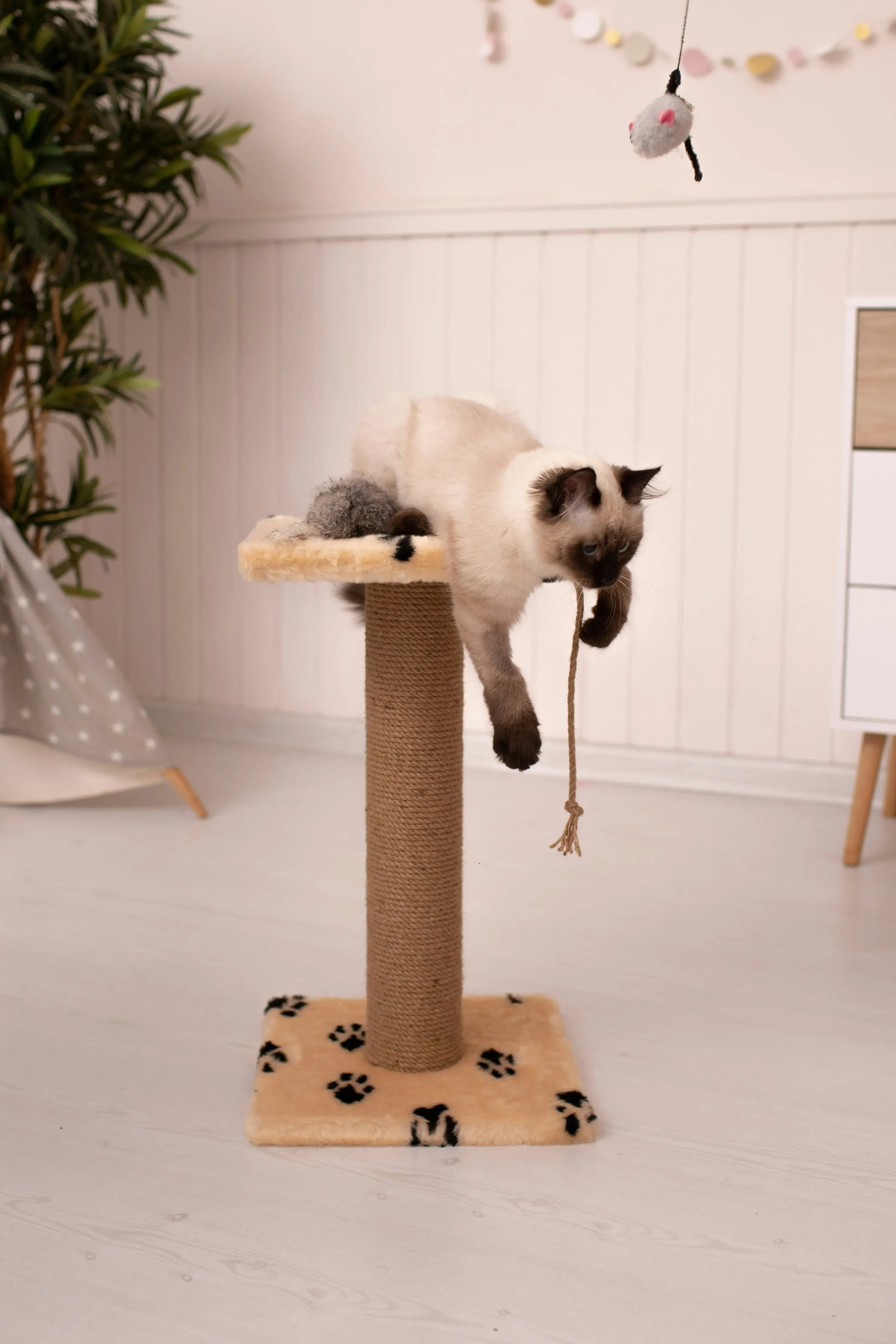Beyond the Tower: Other Ways to Keep Your Feline Friend Active