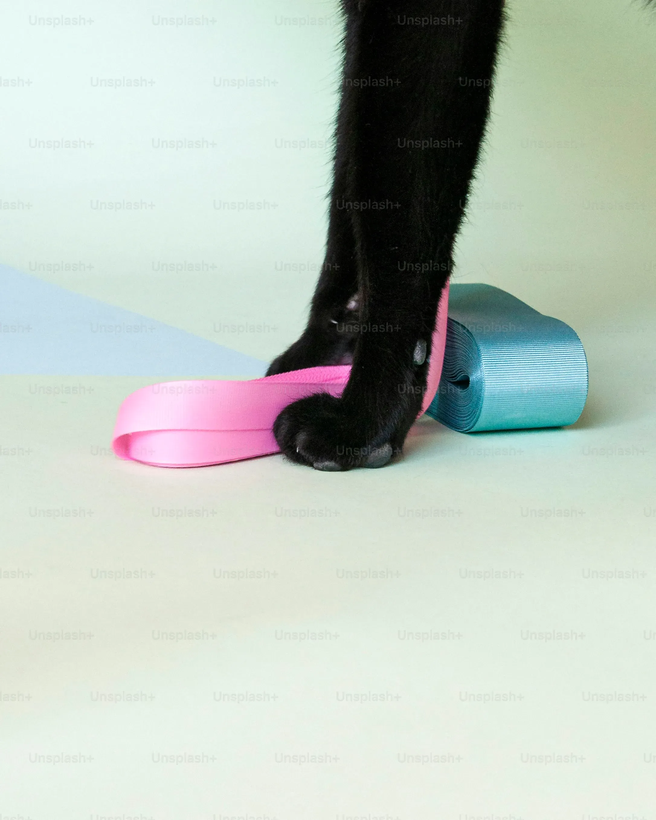 Beyond the Toy: Other Ways to Keep Your Cat Busy