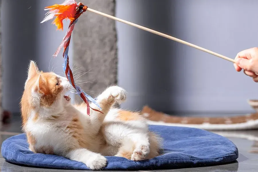 Easy cat toys homemade: Simple DIY ideas