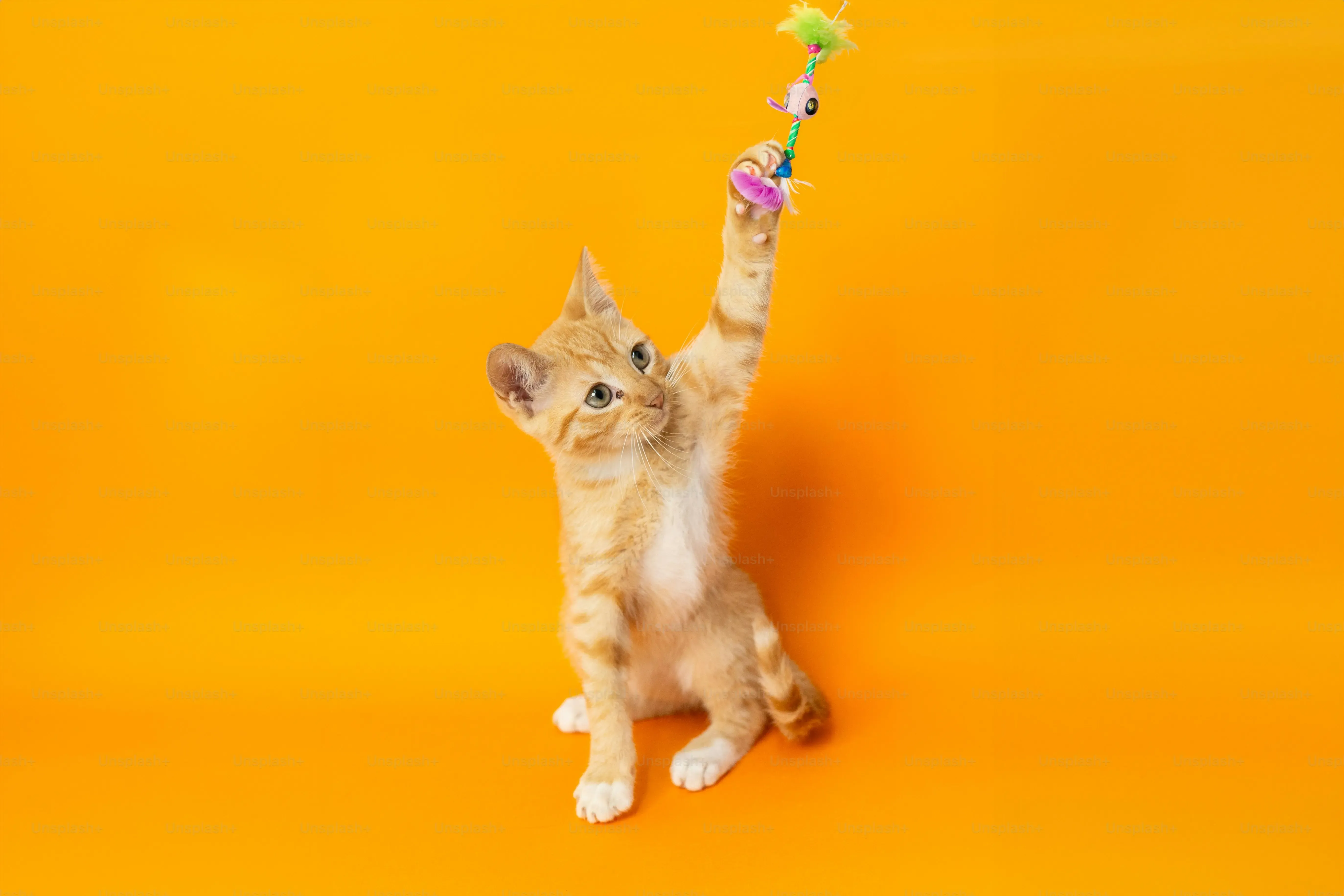 Choosing From Amazon Cat Toys Best Sellers: Tips and FAQs