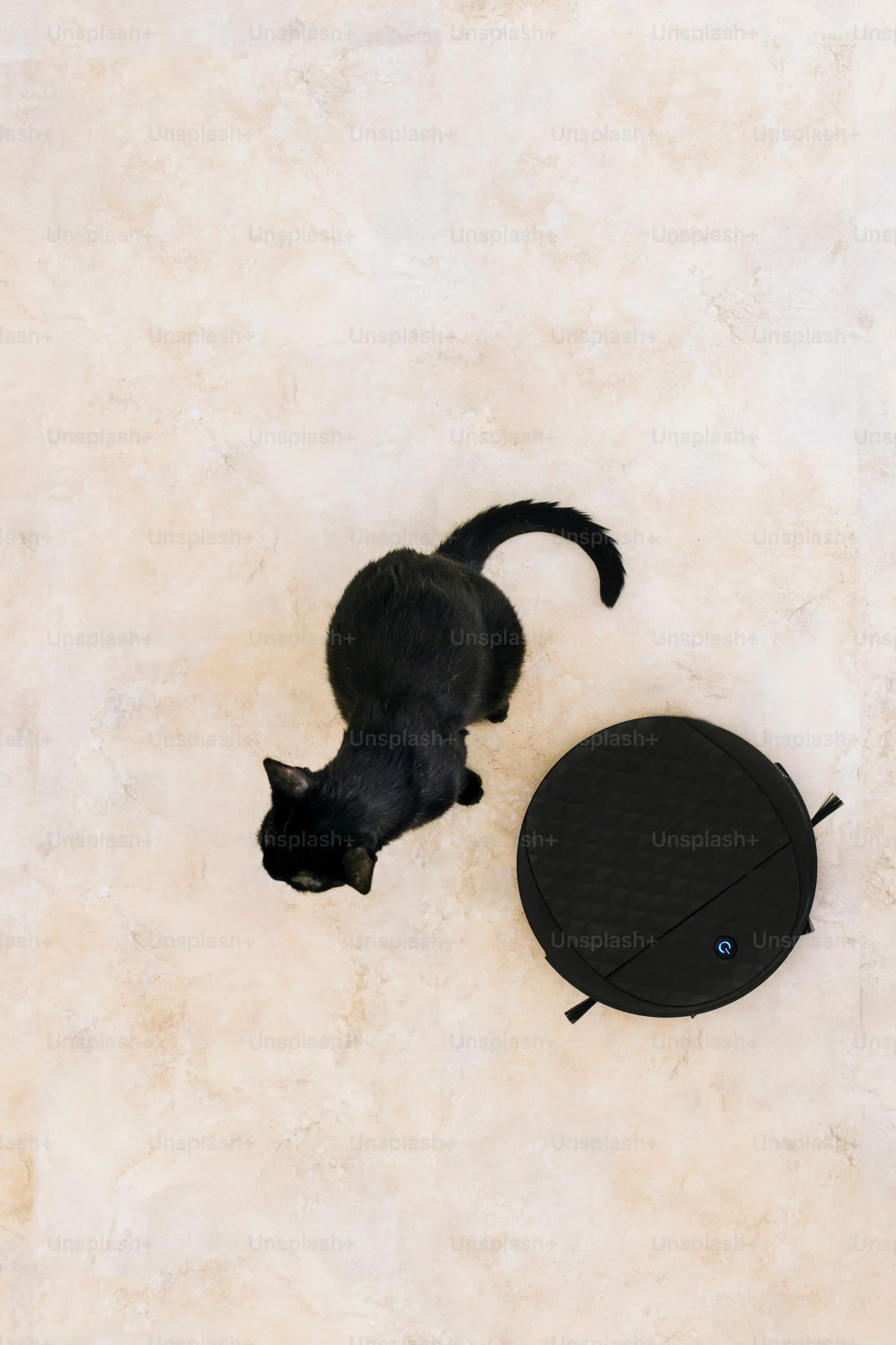 Choosing the Best Automated Cat Toys: A Practical Guide