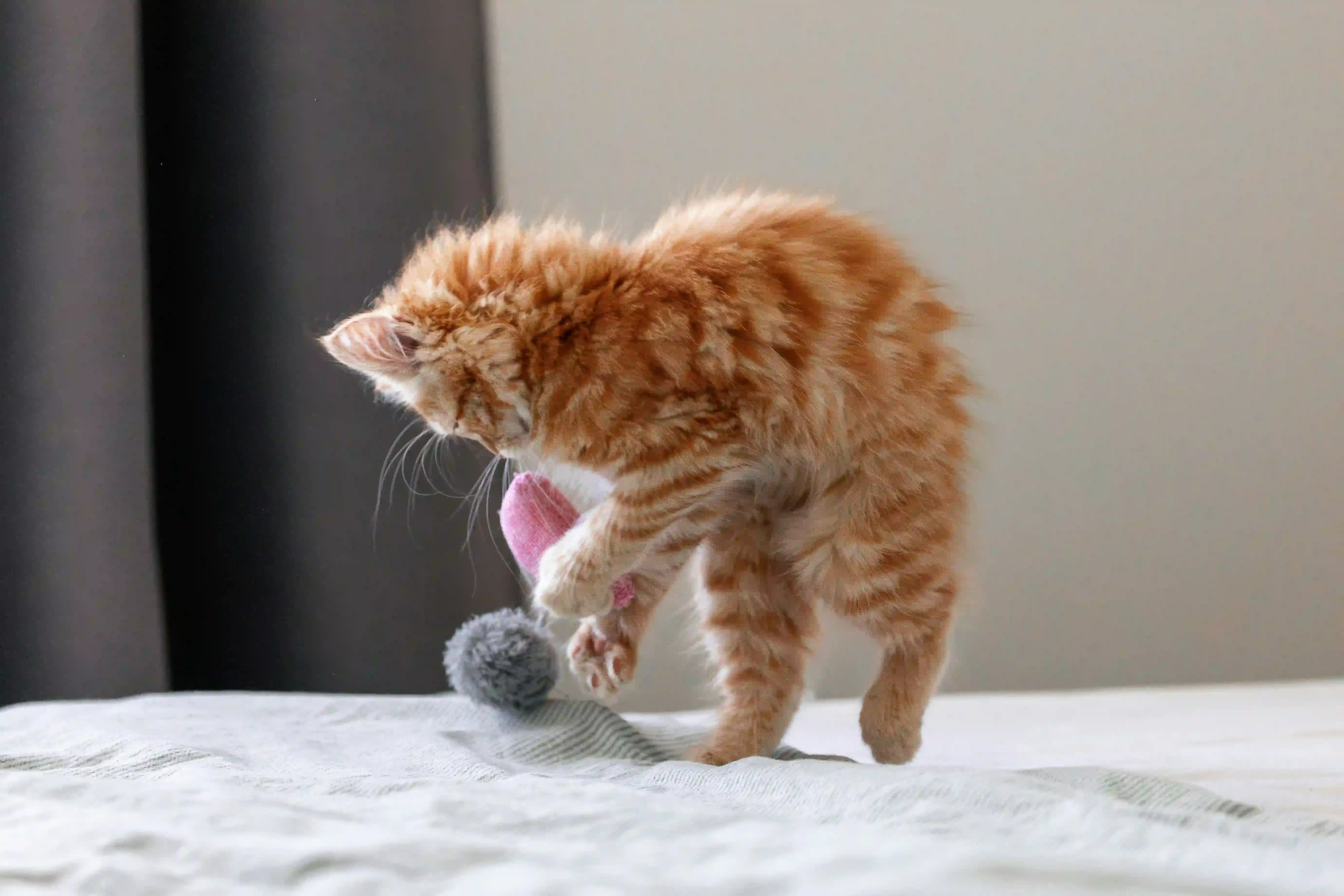 Choosing the Best Cat Self Play Toys for Your Cat's Unique Personality