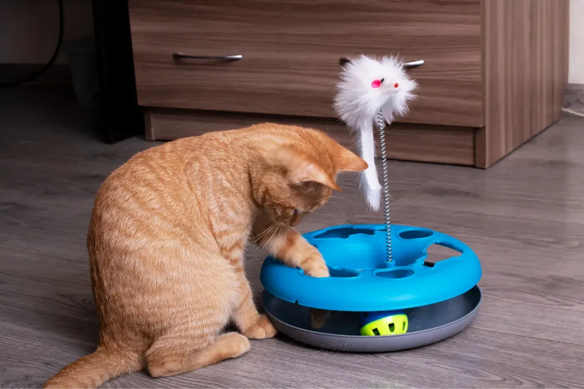 Choosing the Best Cat Stimulation Toys for Different Personalities