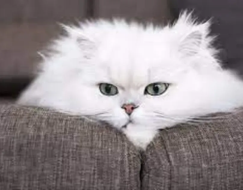 Choosing the Right Unique Interactive Cat Toys for Your Feline Friend