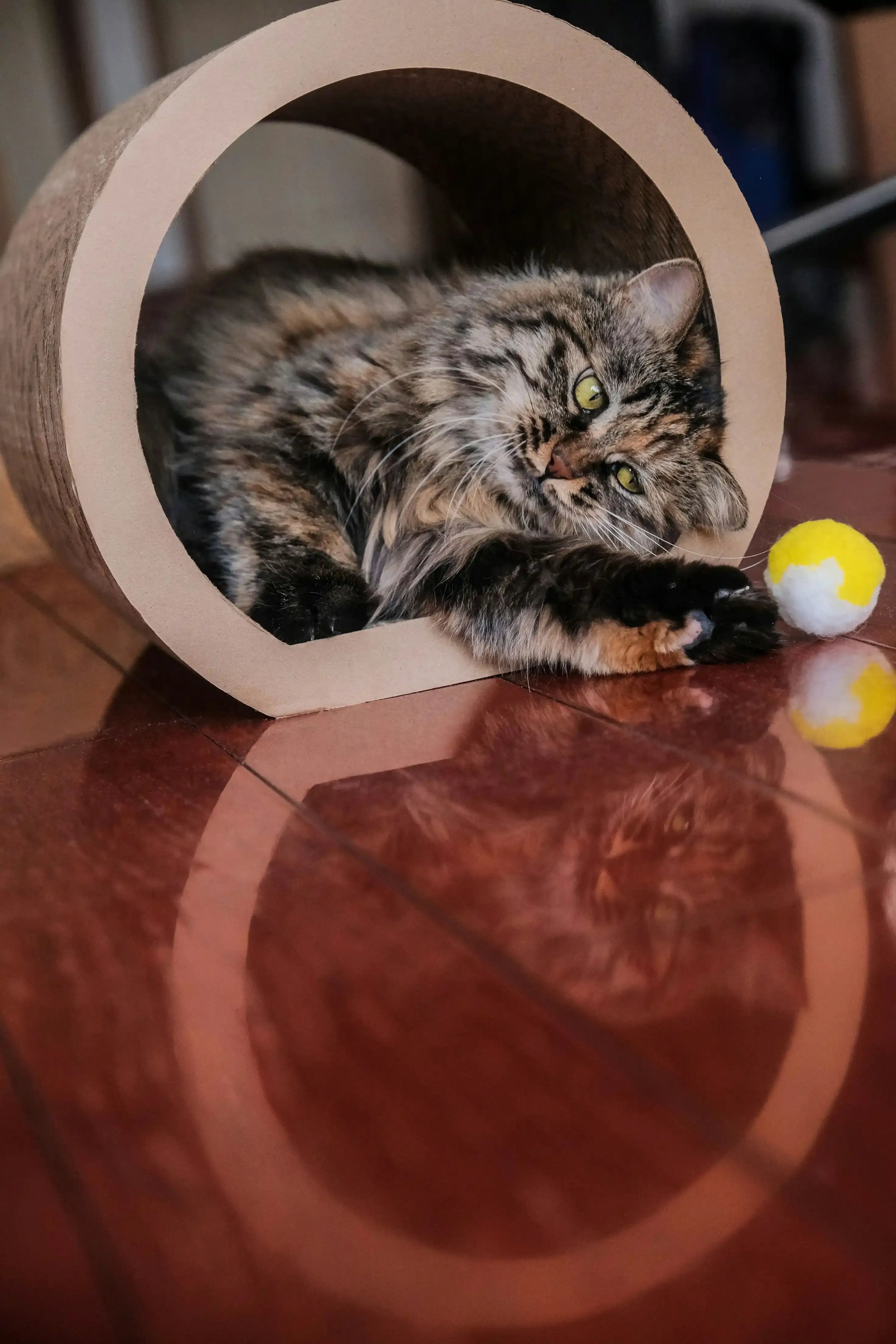 Common Questions About 3 Tier Ball Cat Toys