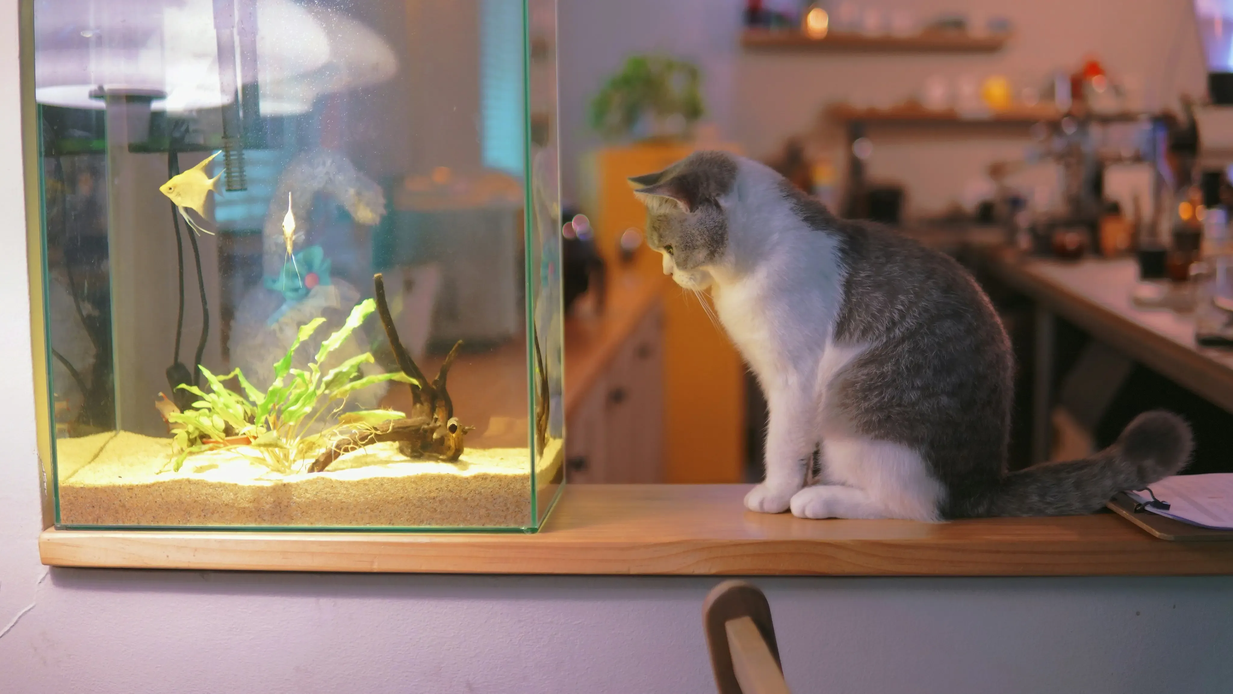 Comparing the Flopping Fish to Other Cat Toys