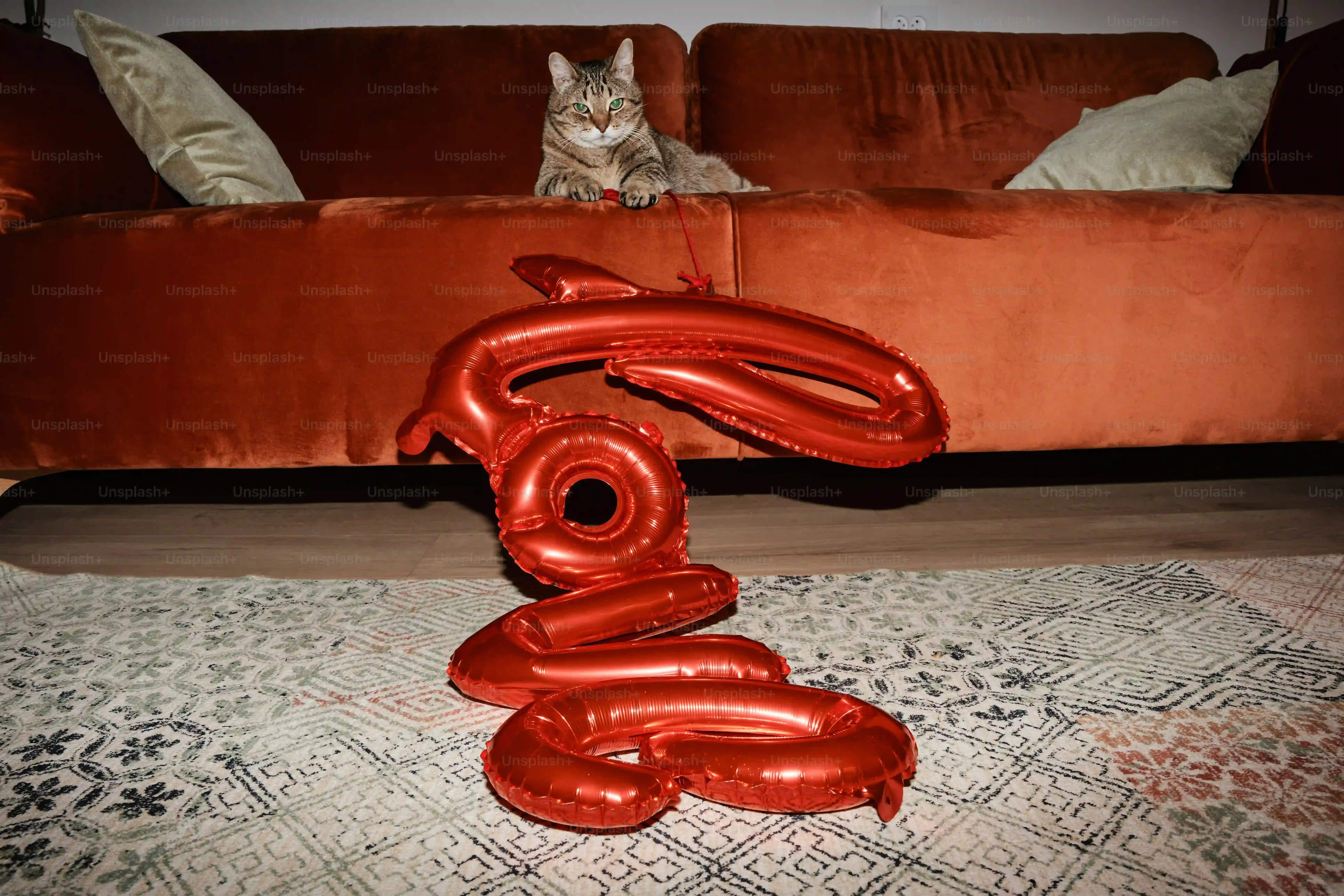 Easy diy cat dancer toy: Make Your Cat Go Wild!