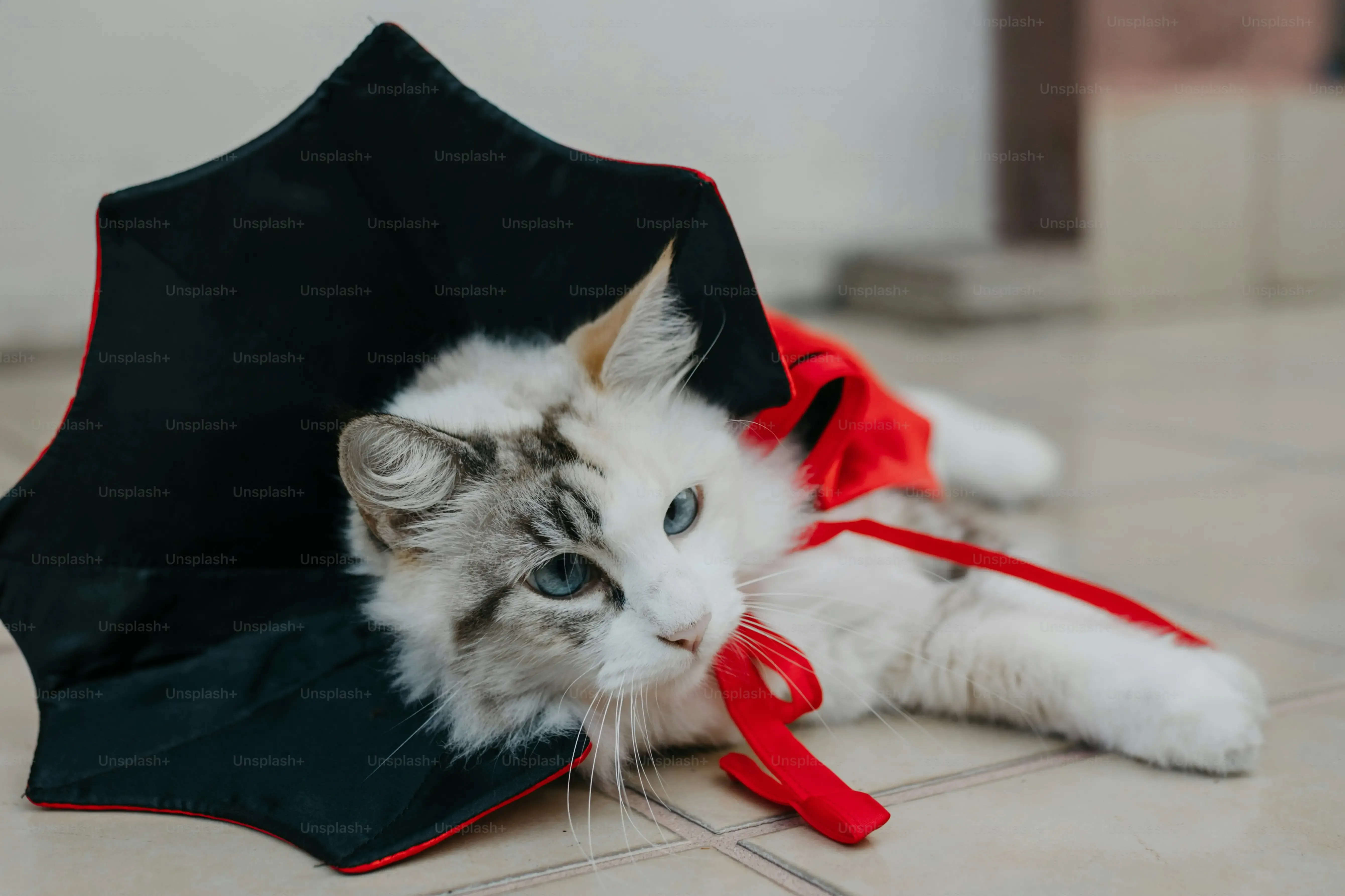Don't Forget Safety: Making Your Homemade Cat Toys CatProof
