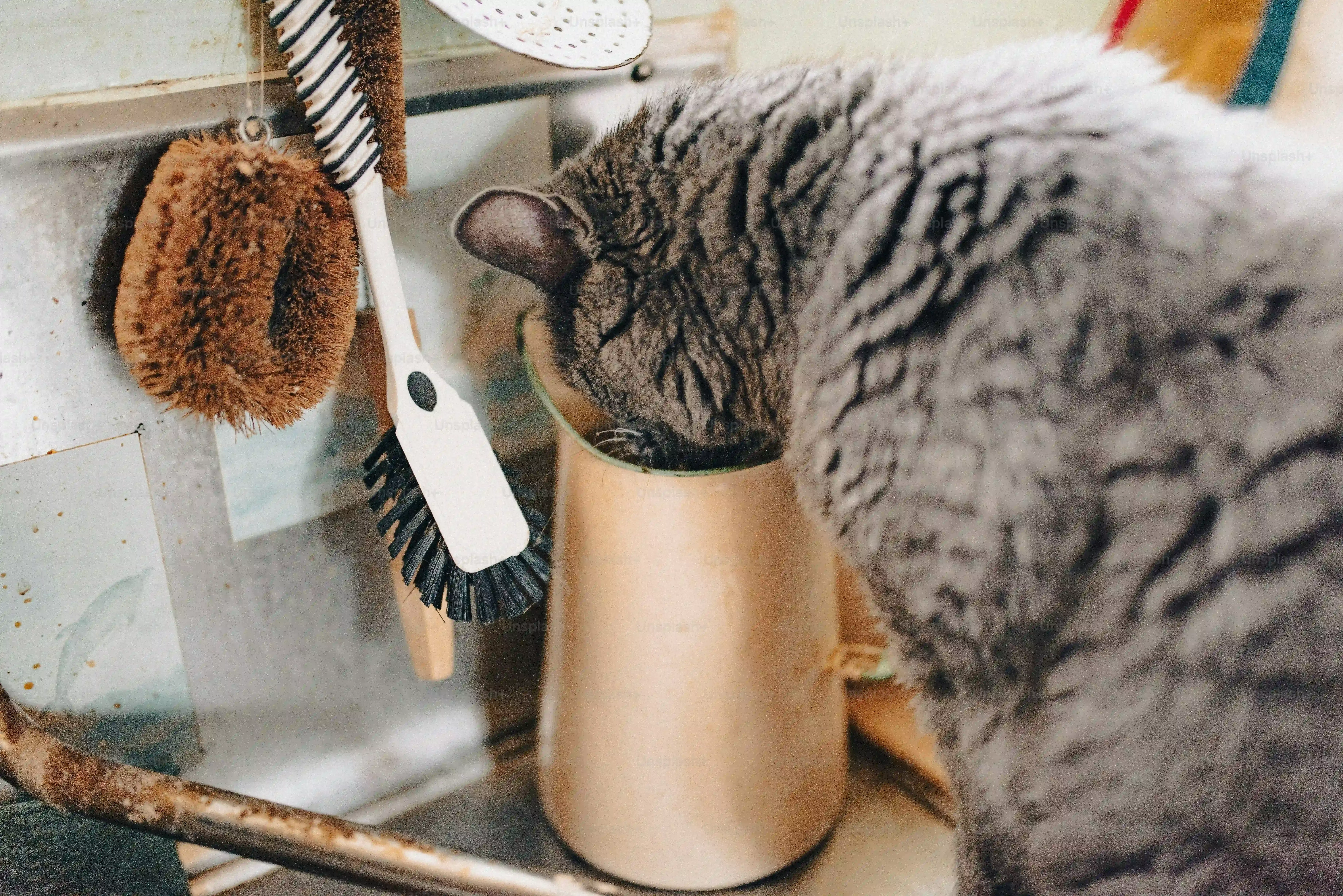 Exploring the Different Types of Best Cat Teeth Cleaning Toys