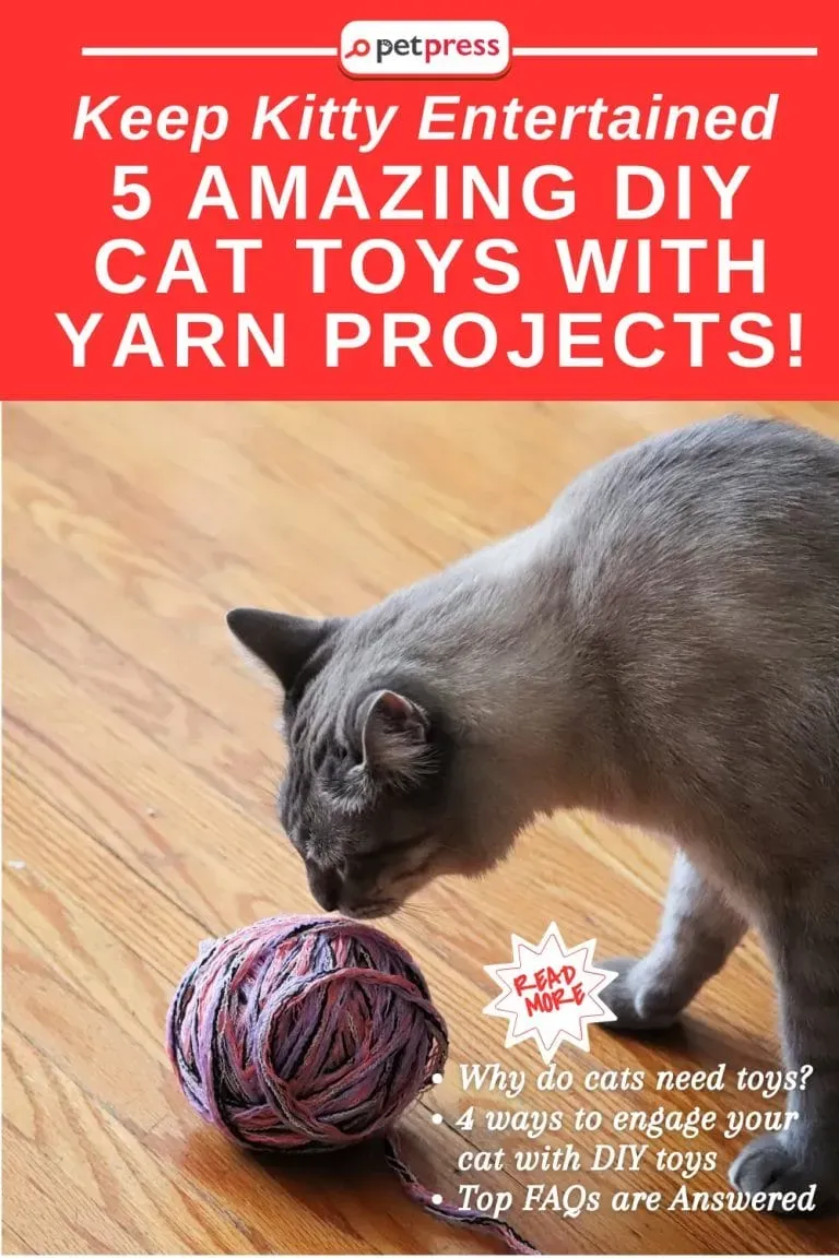 Fueling Playtime: What My Cat Eats