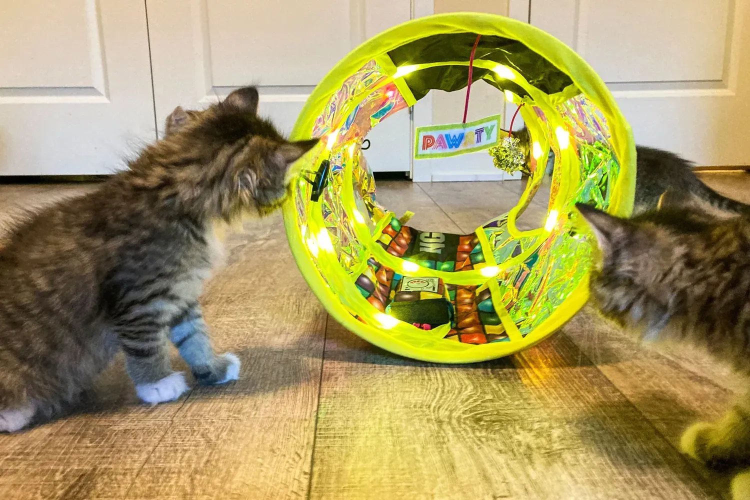 Getting the Most Out of Your Cat's Solo Playtime
