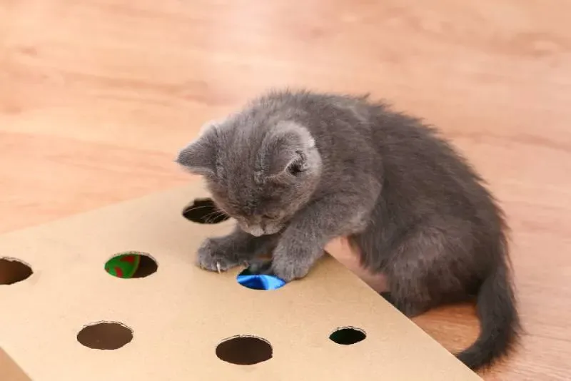 10 Easy Homemade Cat Games Your Cat Will Truly Adore