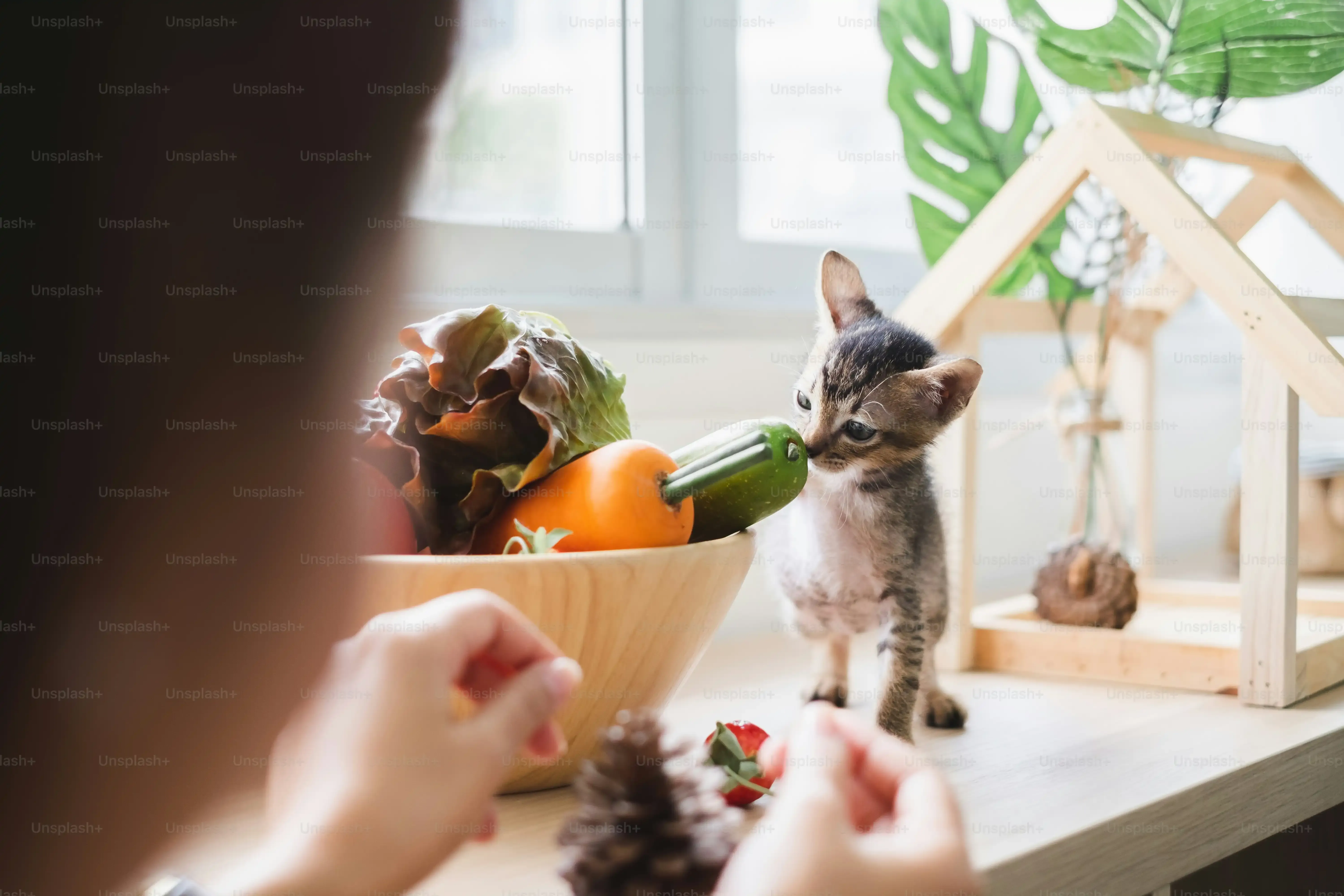 Captivating homemade cat toys diy your cat can't resist