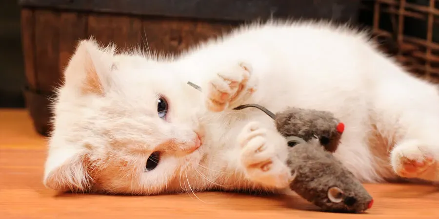 Easy homemade cat toys to sell: Start Now!