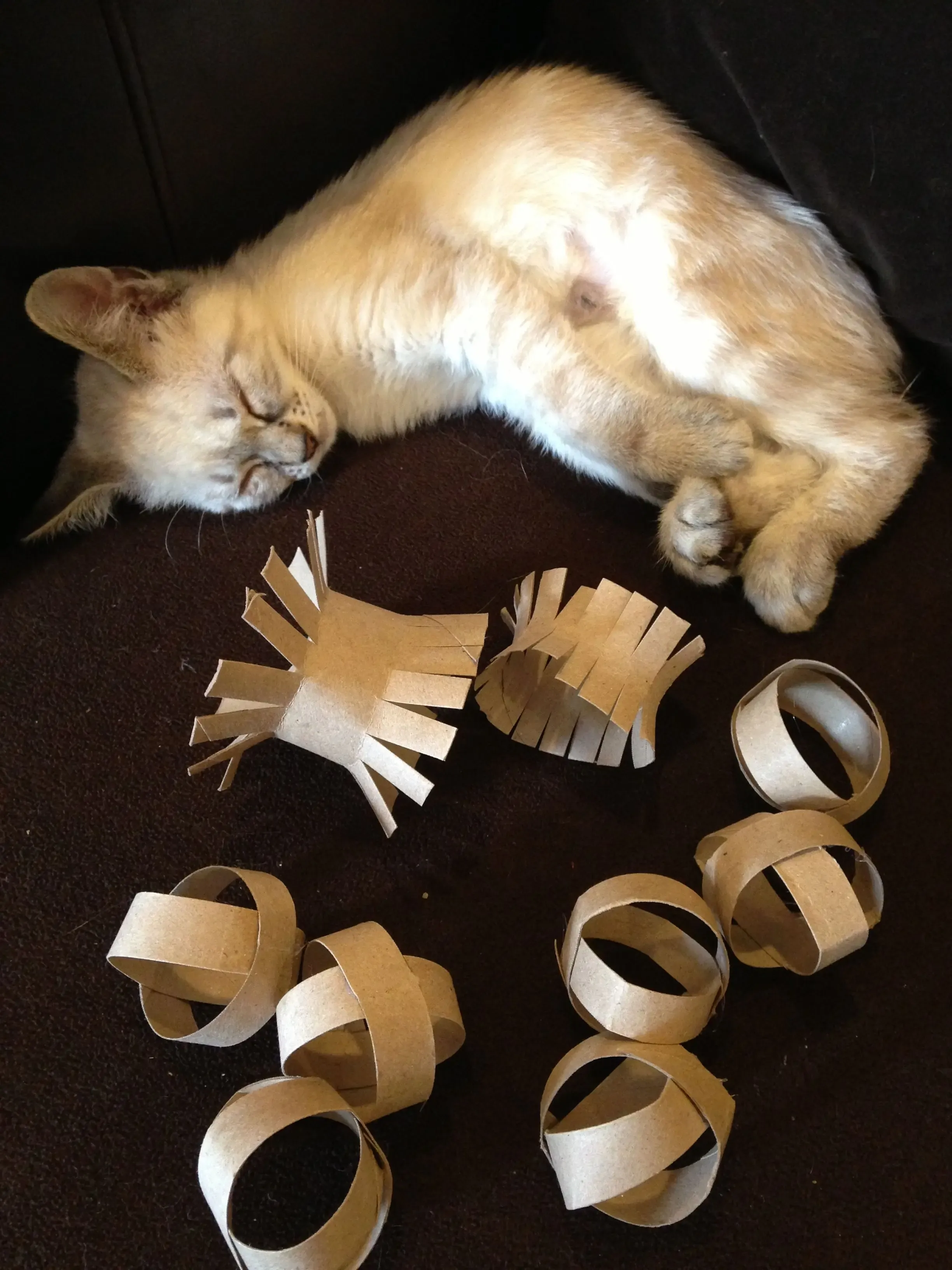 Quick homemade cat toys toilet paper rolls: 5 Easy Ideas