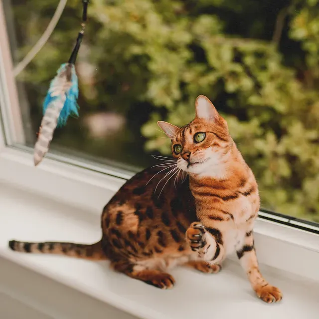 How to Pick the Right 2023 Best Cat Toys for Your Feline Friend