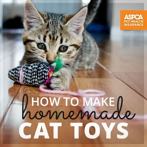 Keeping Homemade Cat Toys for Kittens Fresh