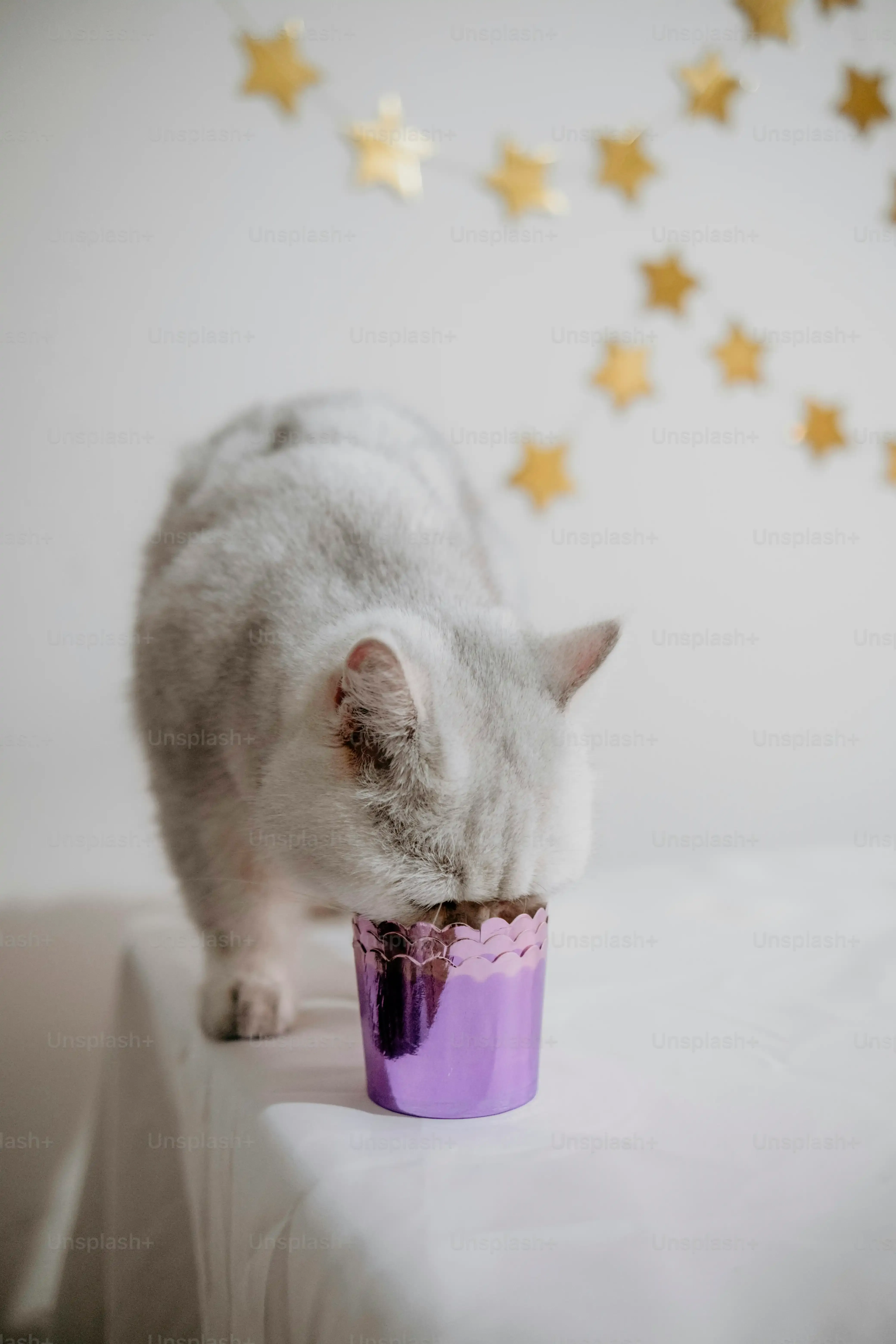 Level Up: More Challenging Homemade Cat Treat Toy Designs