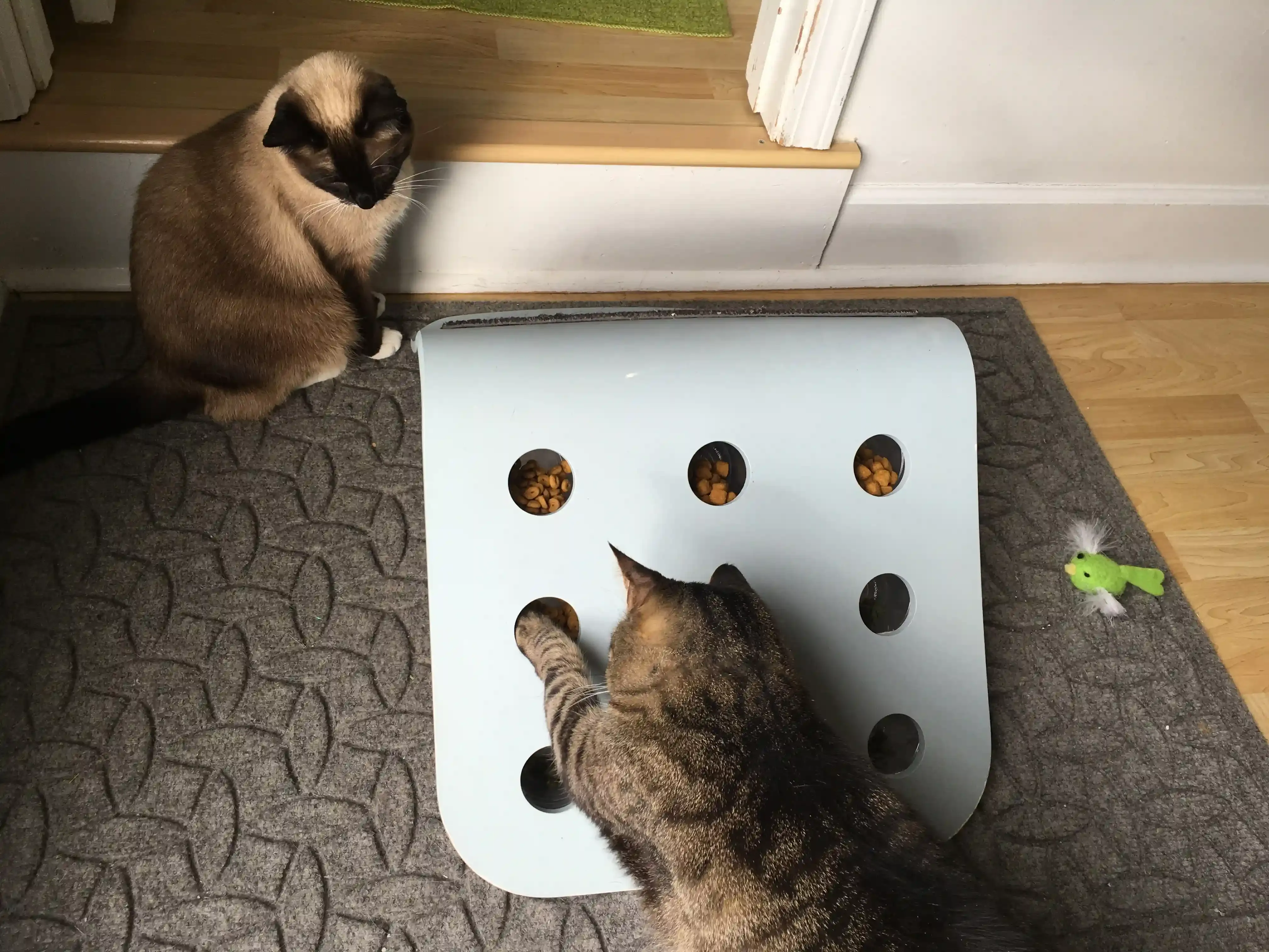 Level Up Your DIY Cat Foraging Toys: Getting a Little Crafty