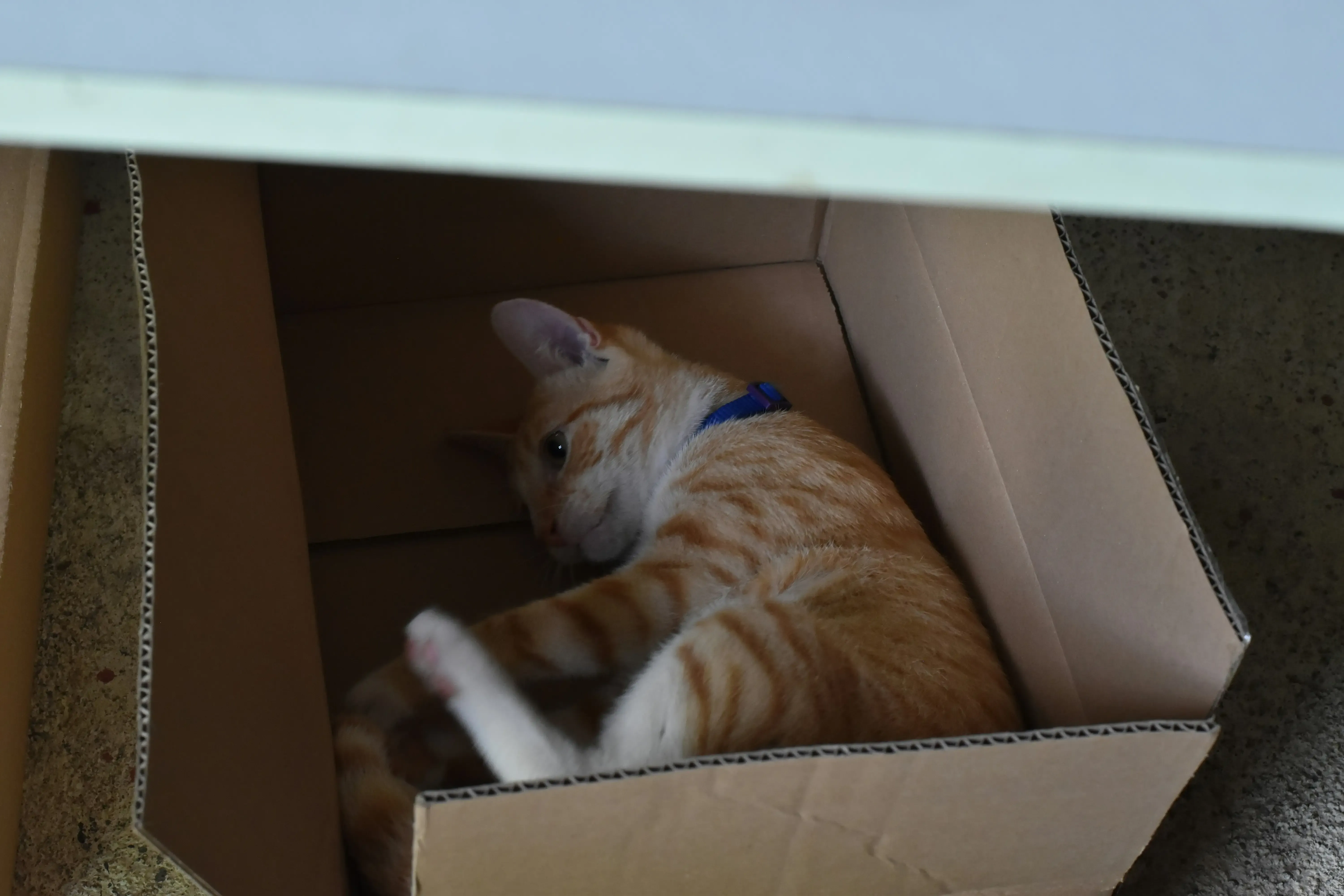 Making It Stick: Keeping Your Homemade Cat Toy Box Fresh and Exciting