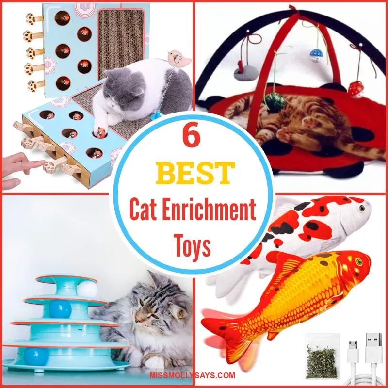 Making the Most of Your Best Cat Enrichment Toys (and Other Ideas)