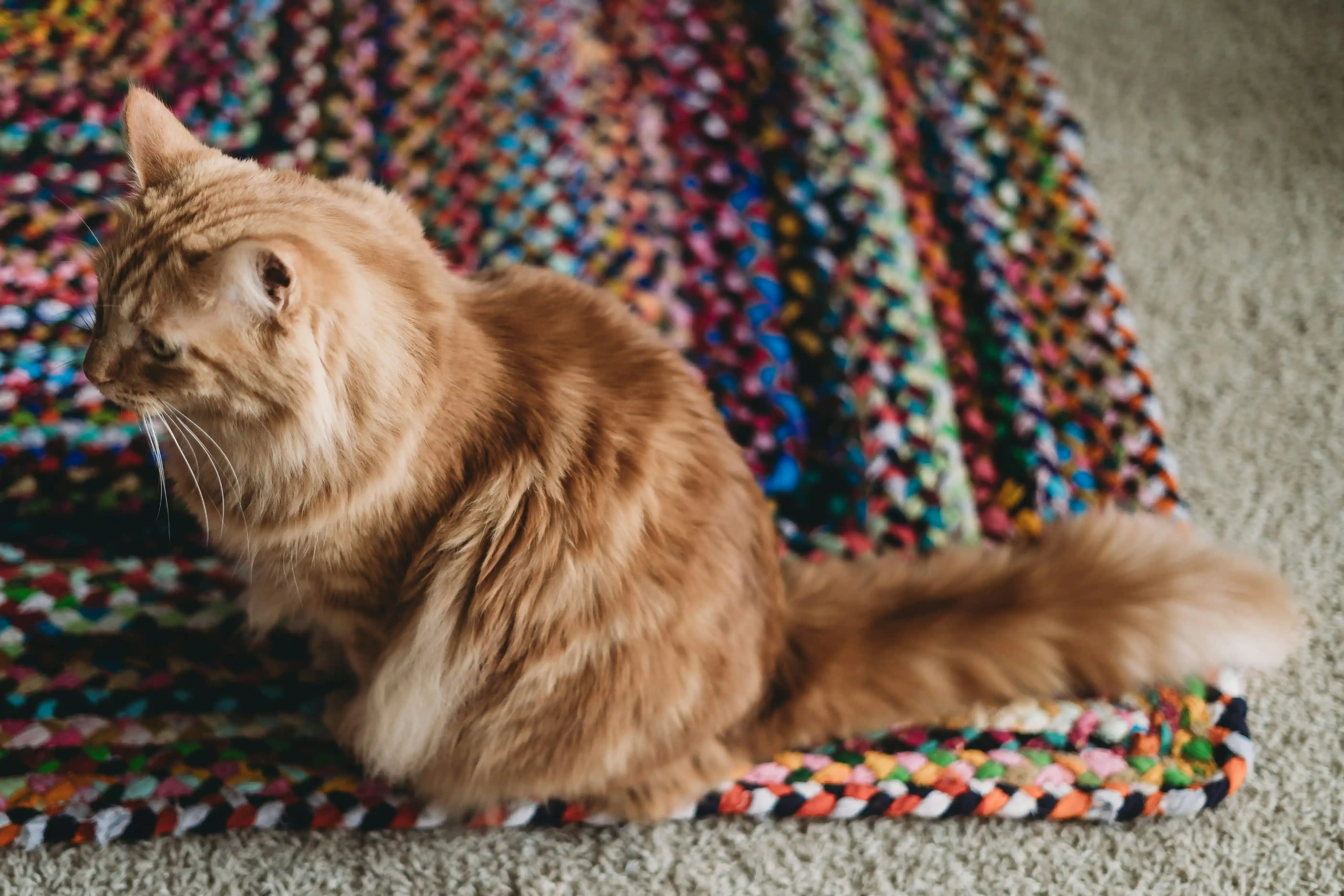 Making Your Crochet Spiral Cat Toy Pattern Safe
