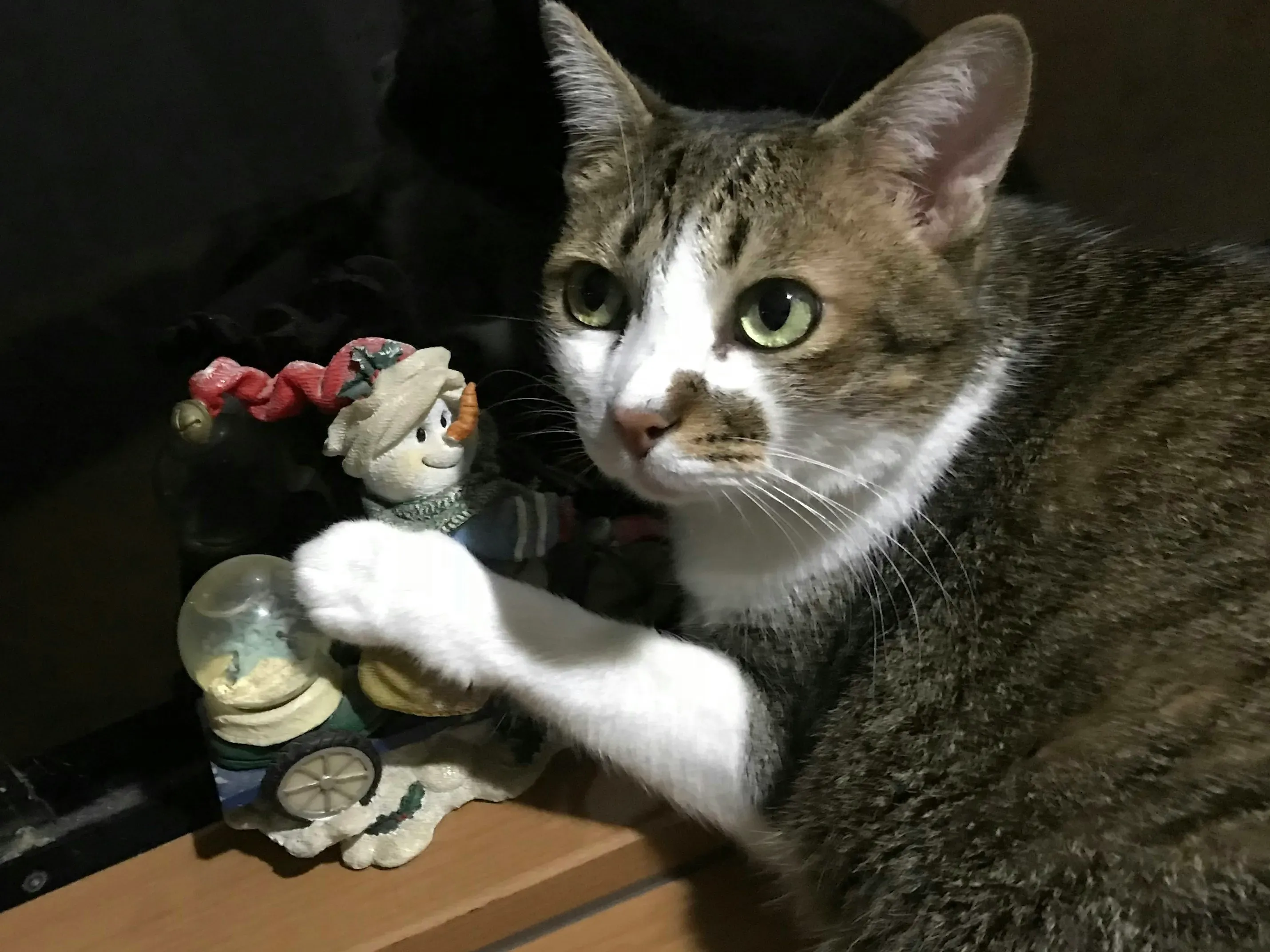 Making Your DIY Cat Toys Pinterest Creations Safe and Durable