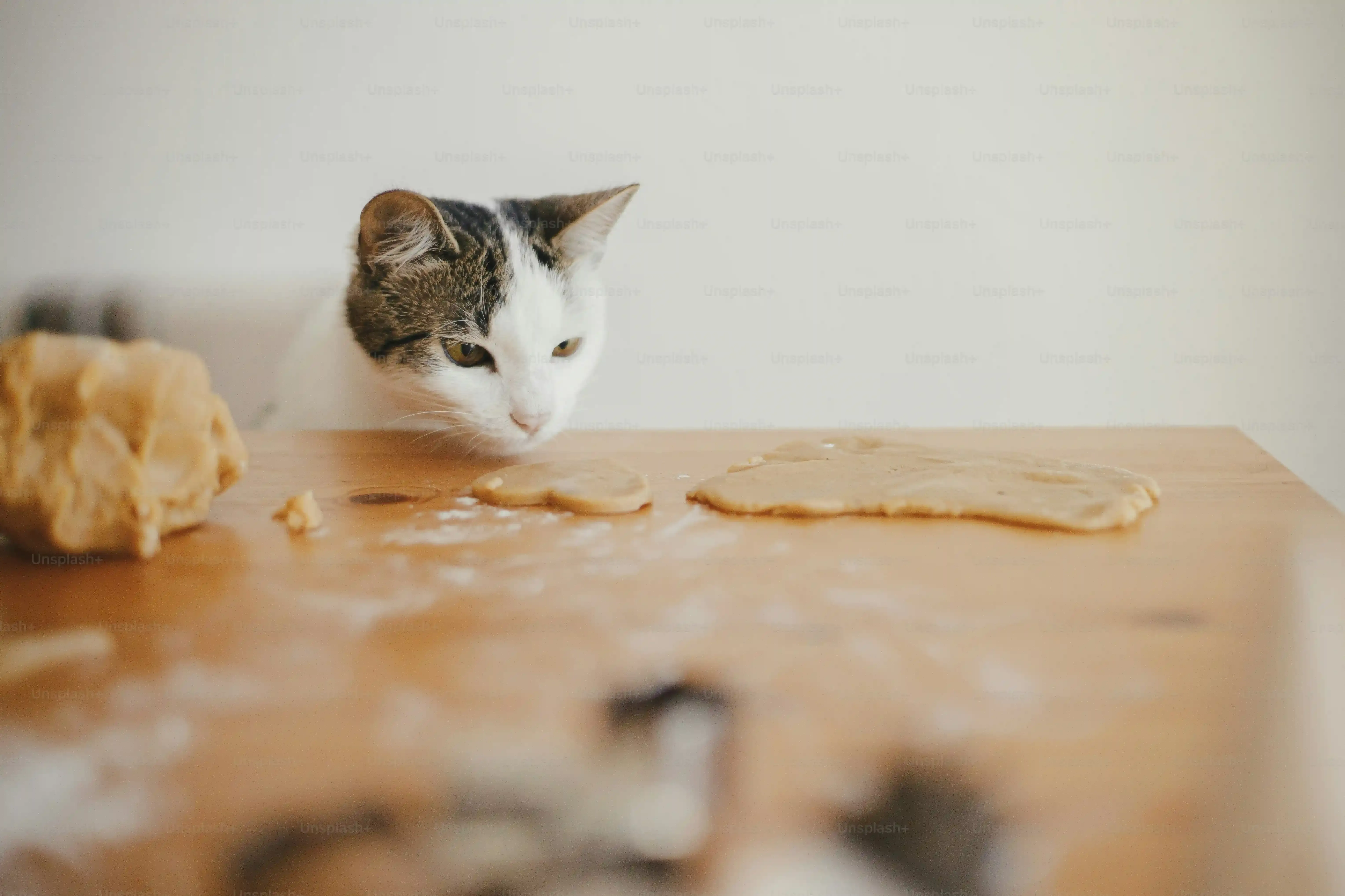 Making Your Homemade Cat Games Safe and Engaging