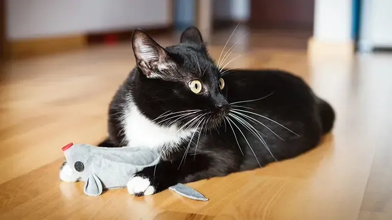 Mastering Playtime: Getting the Most Out of Your Best Cat Hunting Toys