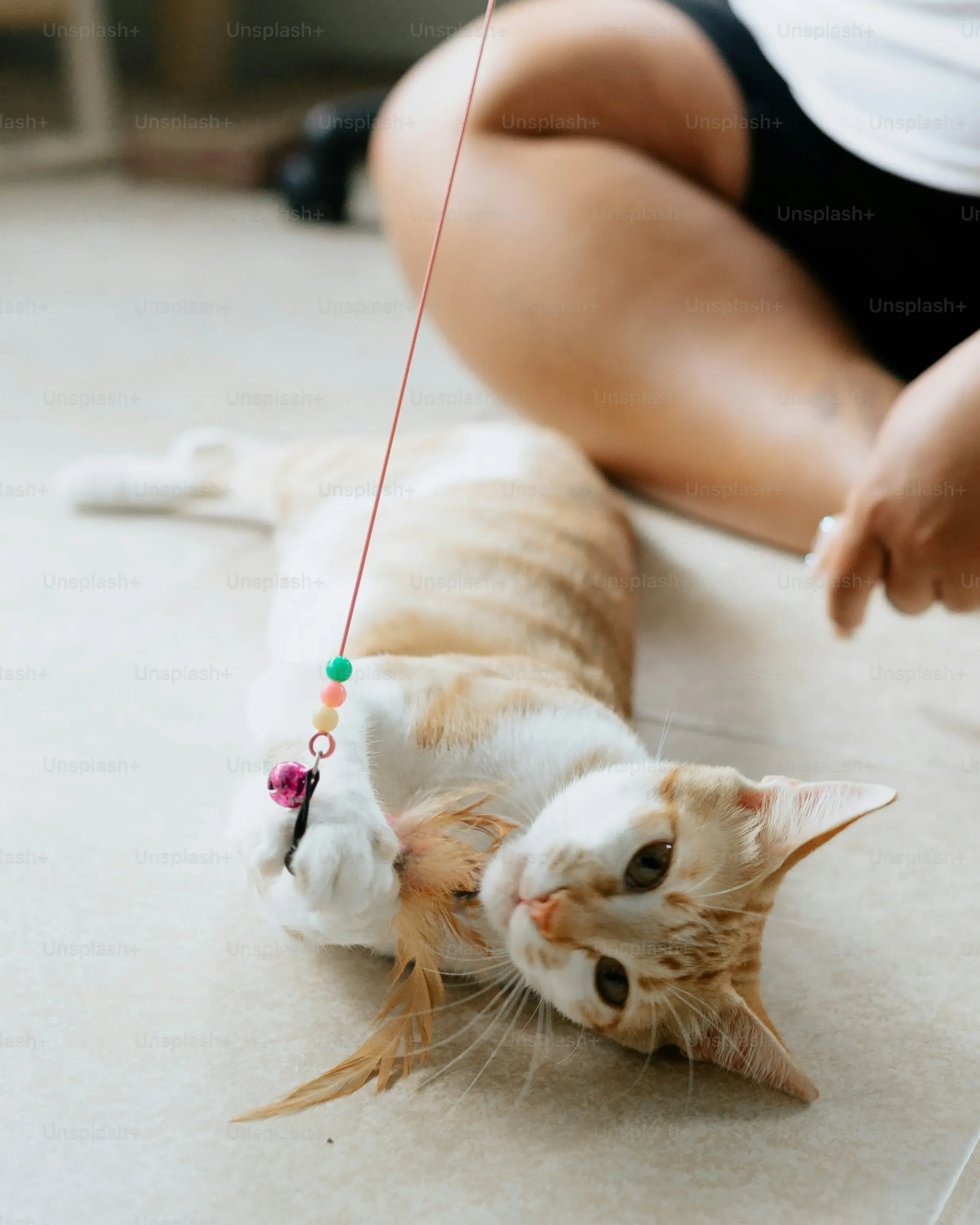More Creative DIY Cat Stimulation Toys for Bored Felines