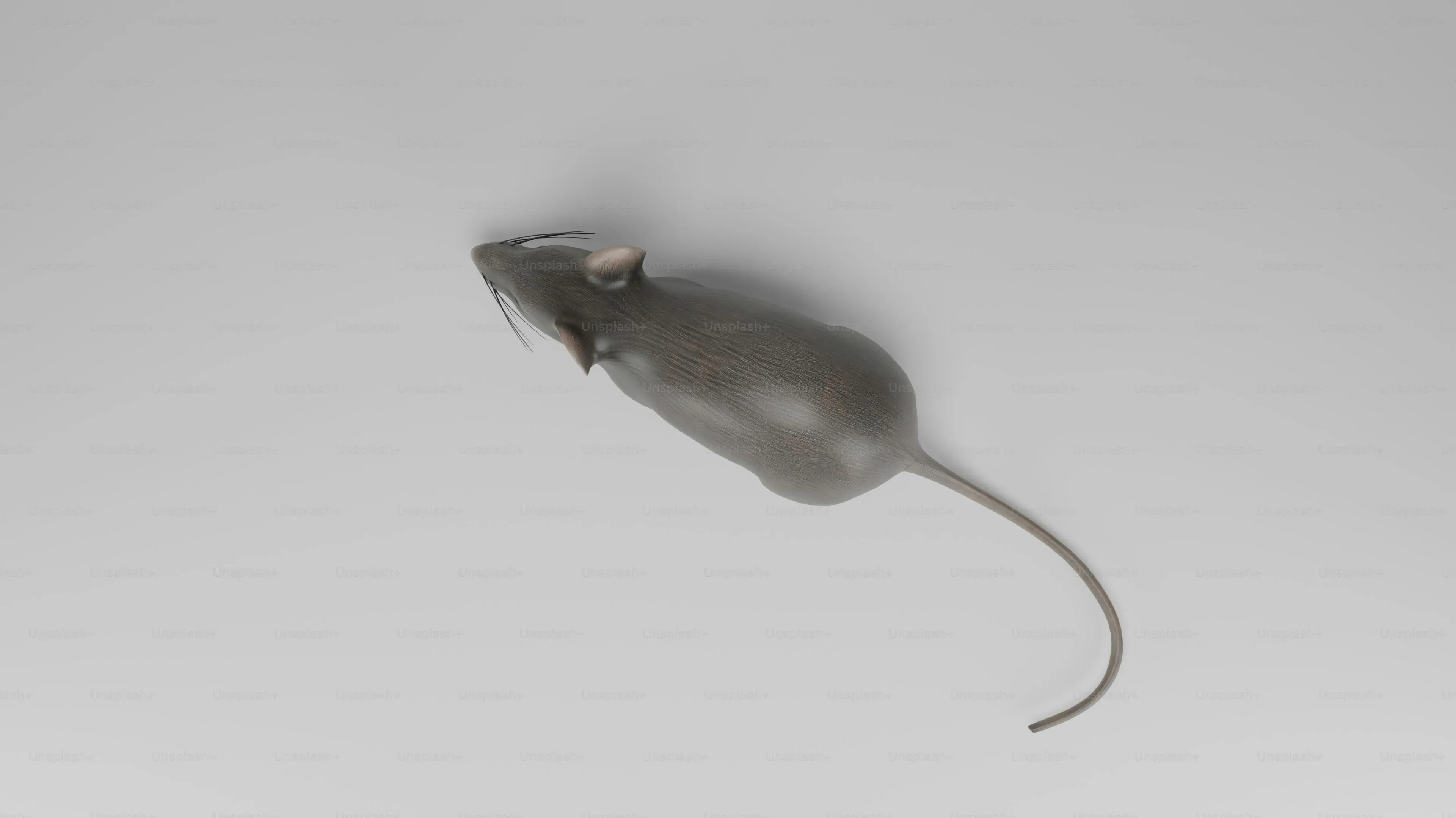 Our Top Picks: The Best Cat Mouse Toys Your Feline Will Love