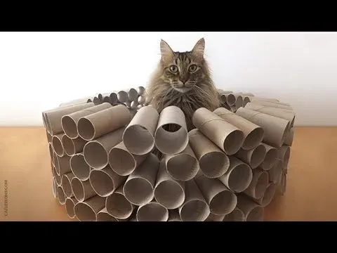 Safety Checks for Your Homemade Cat Puzzle Toys
