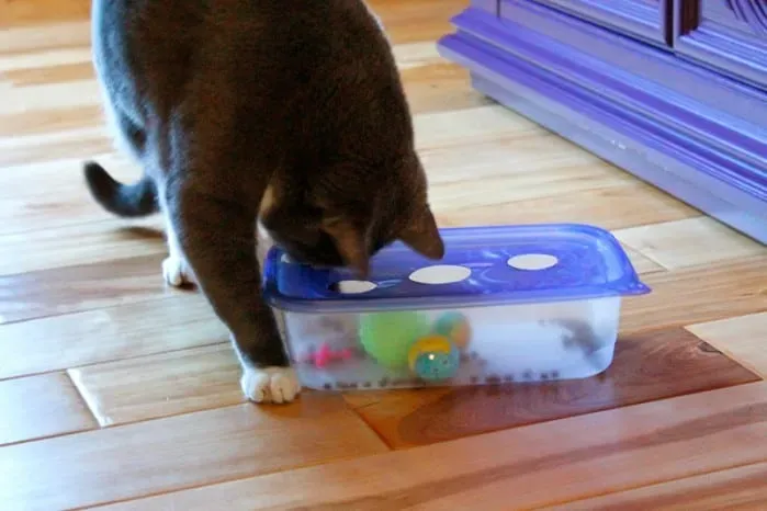 Safety First: What to Watch Out For with DIY Cat Toys