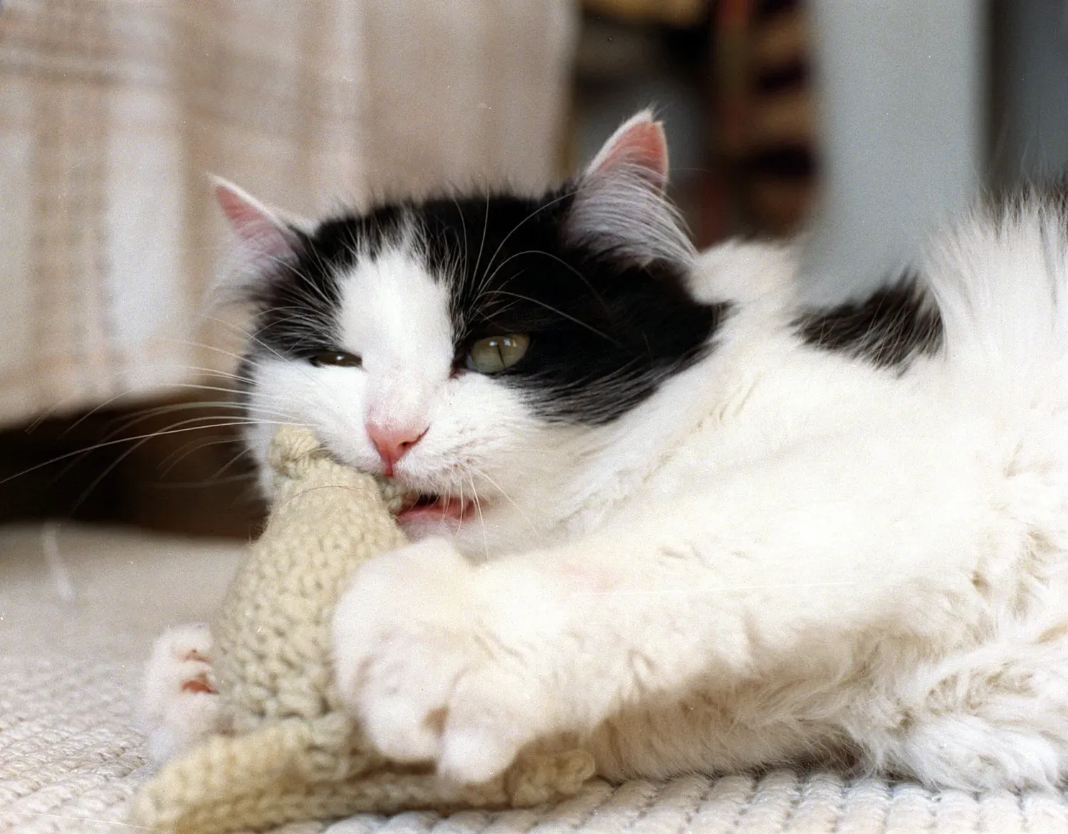 Sharing the Love: Making Crochet Mice for Shelter Cats
