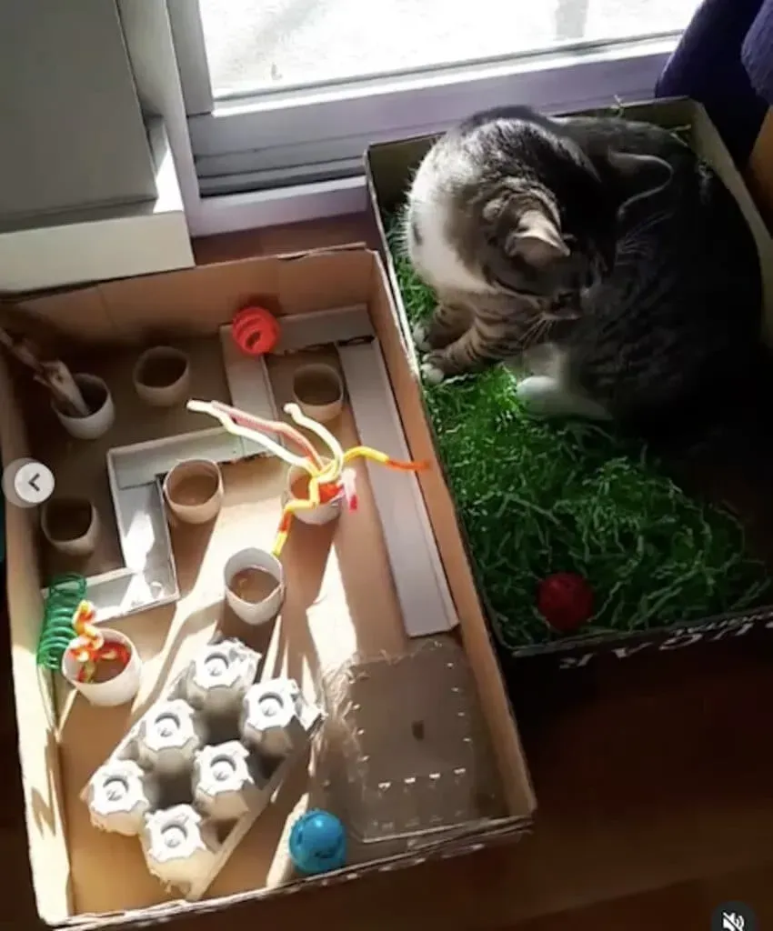 Simple Homemade Cat Games to Keep Paws Busy