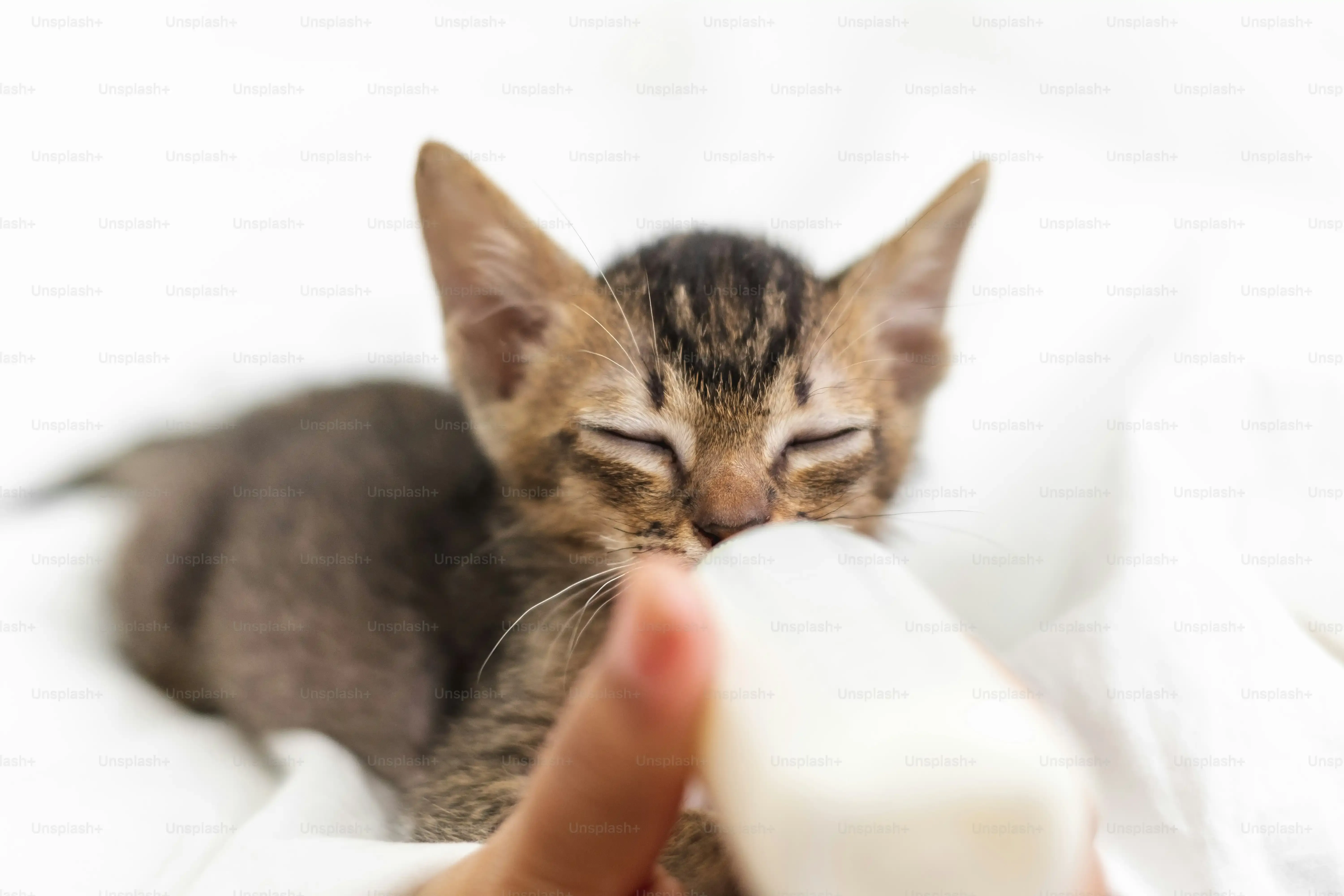 Simple Homemade Chew Toy for Cats Ideas You Can Whip Up Fast
