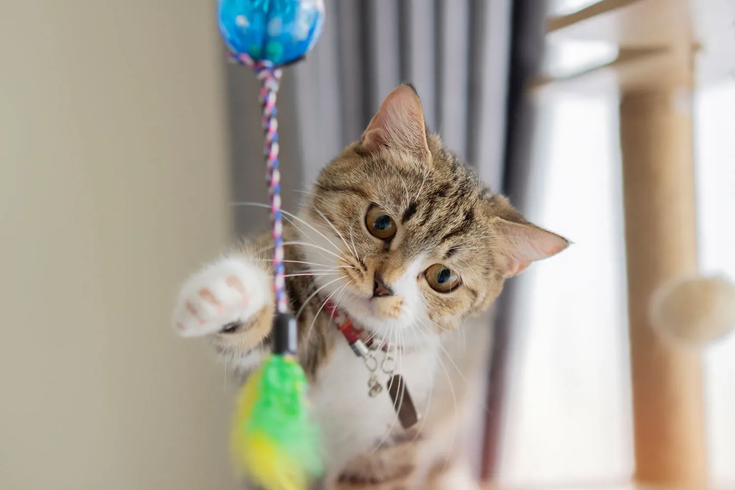 Simple Stuff You Already Have for Homemade Cat Toys