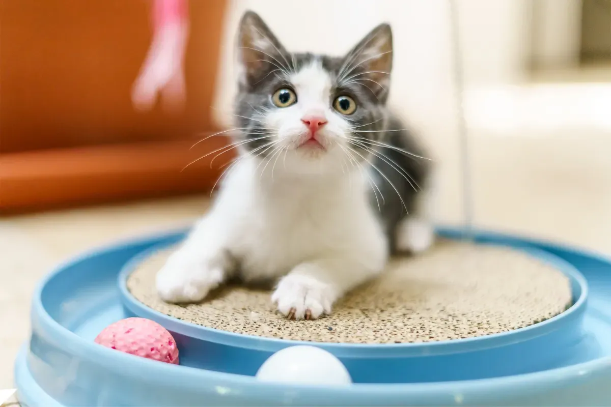 Unleash Fun: The Best Interactive Cat Toys Guide