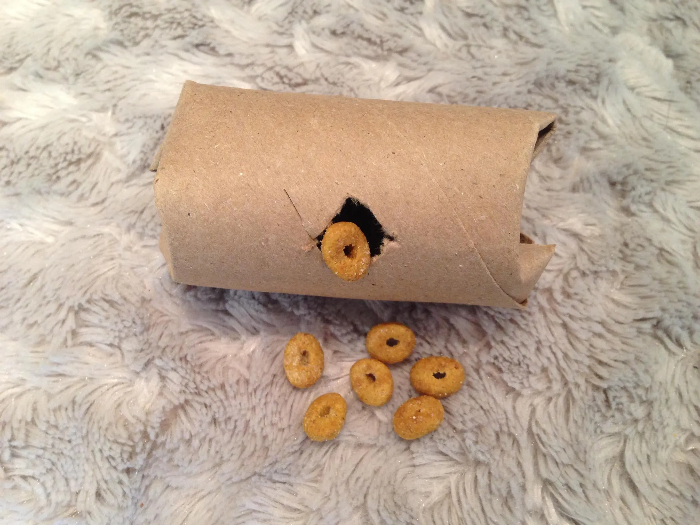 The Real Benefits of Using Homemade Foraging Toys for Cats