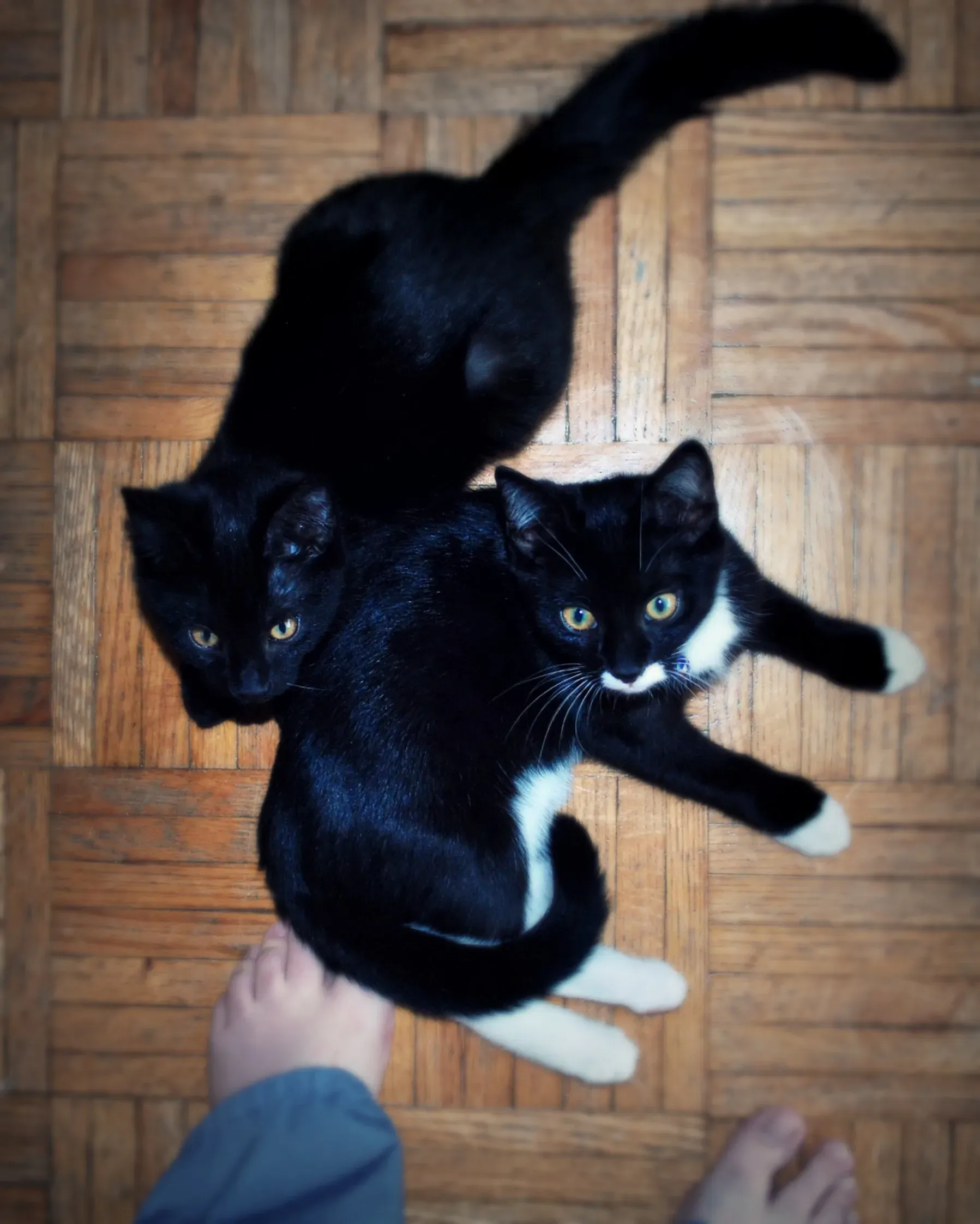 The Real Deal: Types of Best Cat Toys 2024 That Get Results
