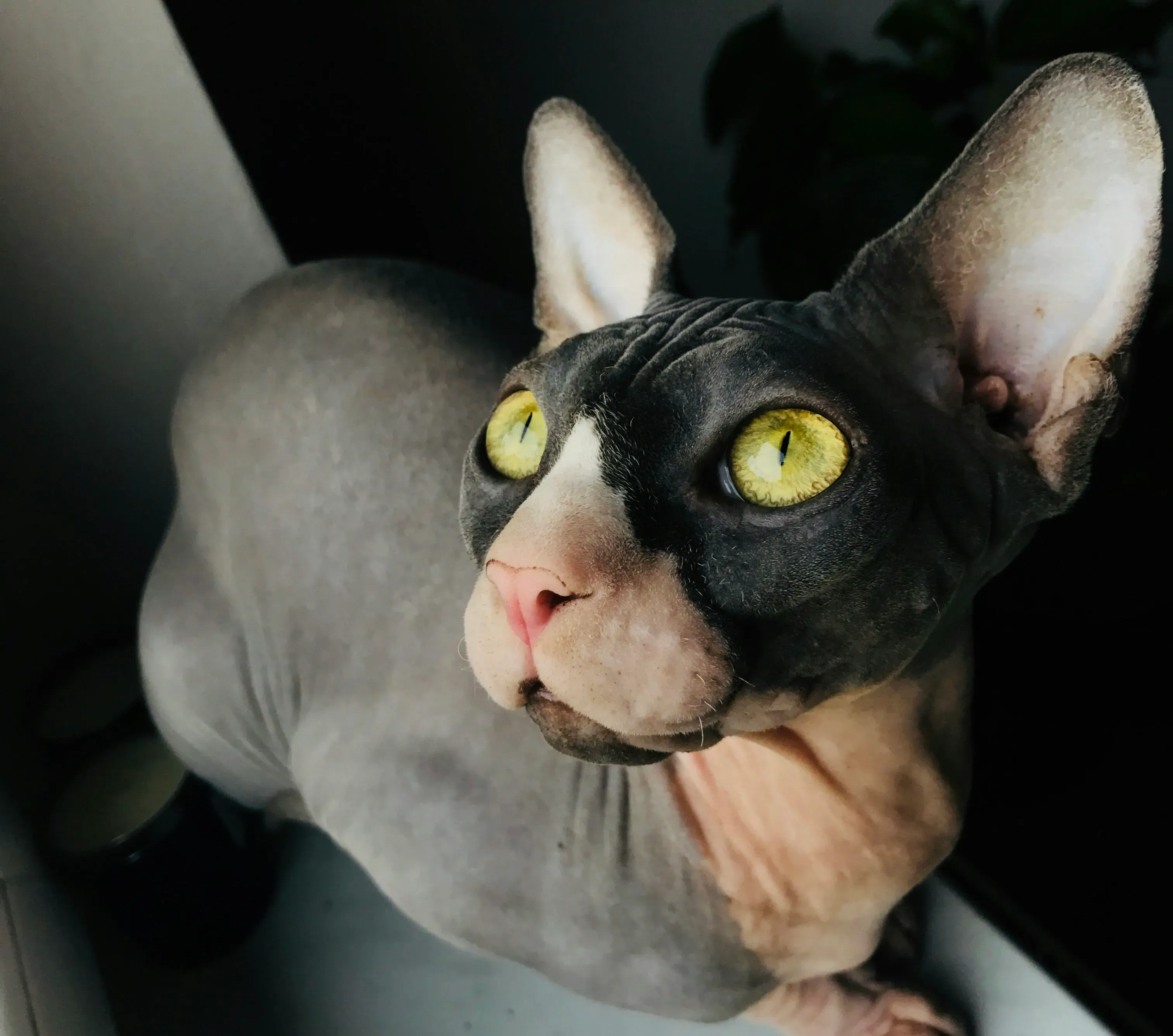 Top Picks and Trends in Best Cat Toy 2024 Options