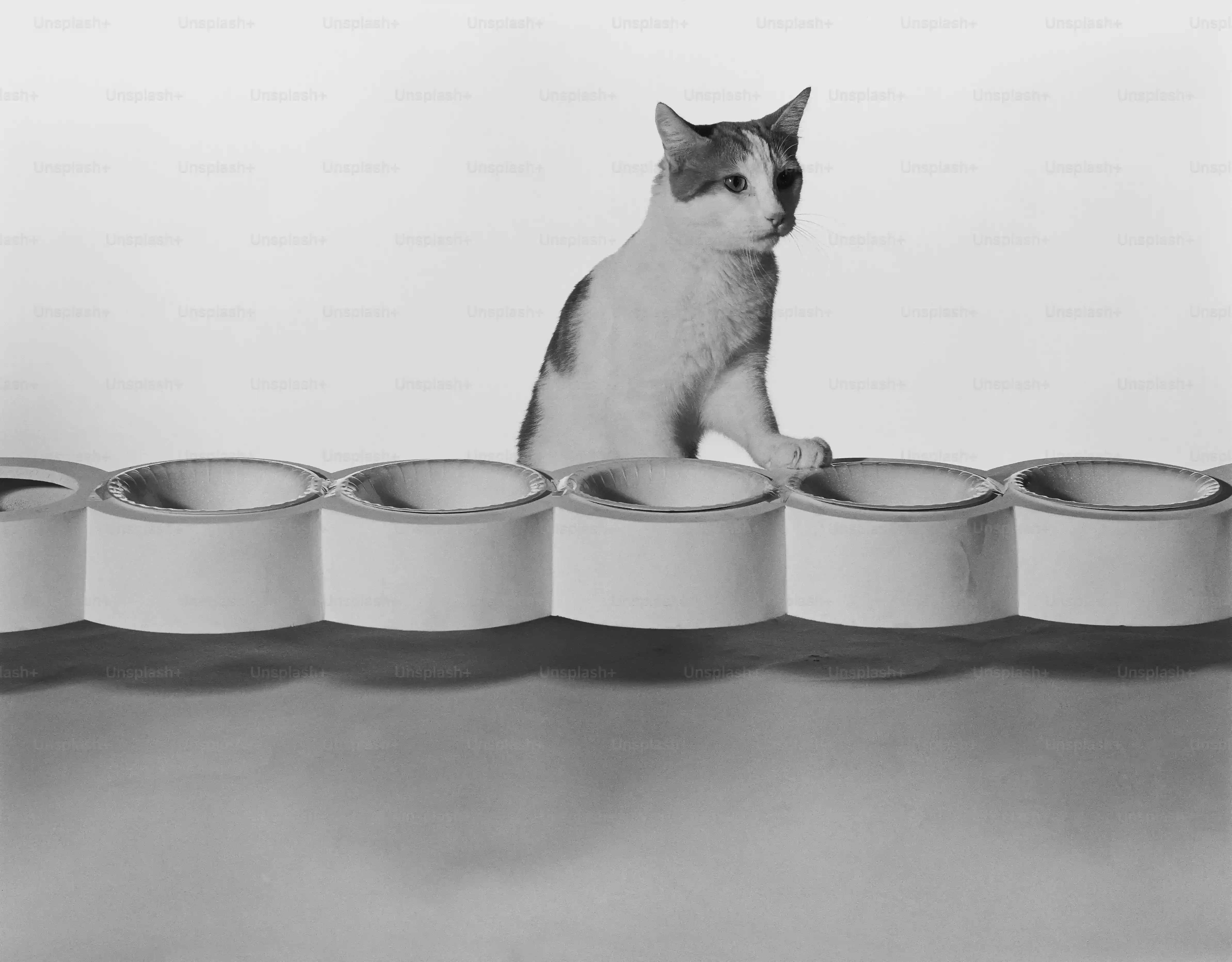 Top Picks: Reviewing Popular Battery Operated Interactive Cat Toys