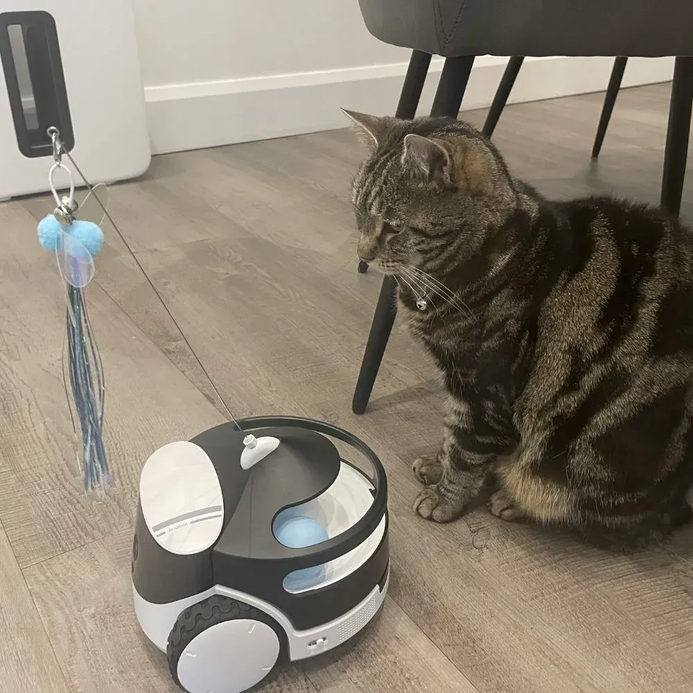 Top Picks: Reviewing the Best Automated Cat Toys on the Market